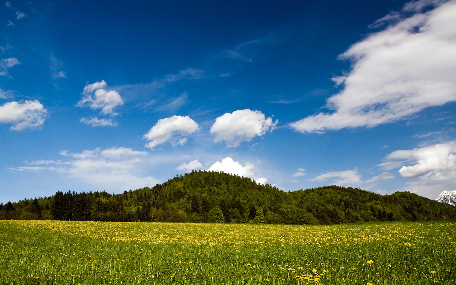 Green Hillside with Yellow Flowers Under Blue Sky HD Wallpaper
