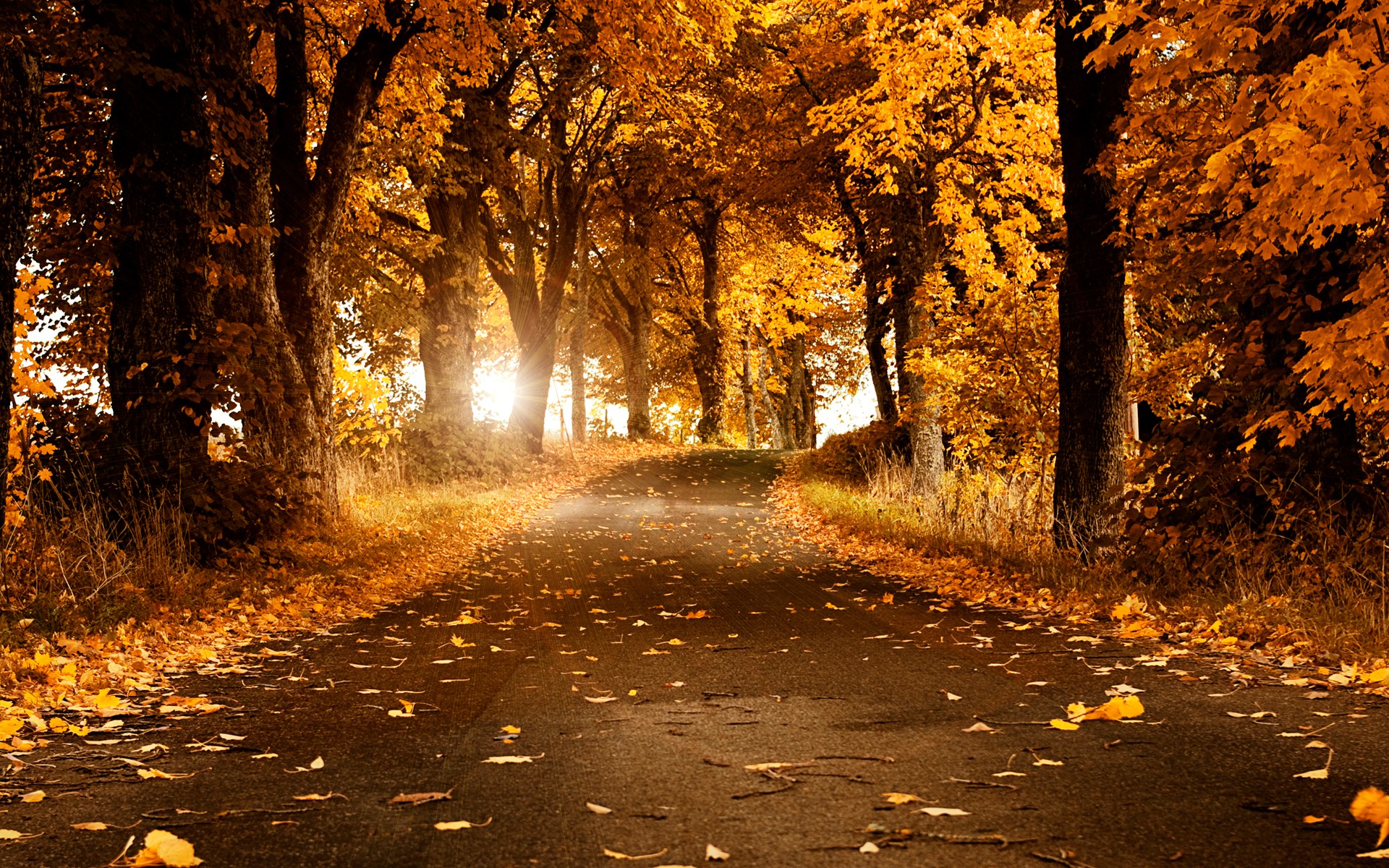 Autumn road lined with trees and fallen leaves HD Wallpaper