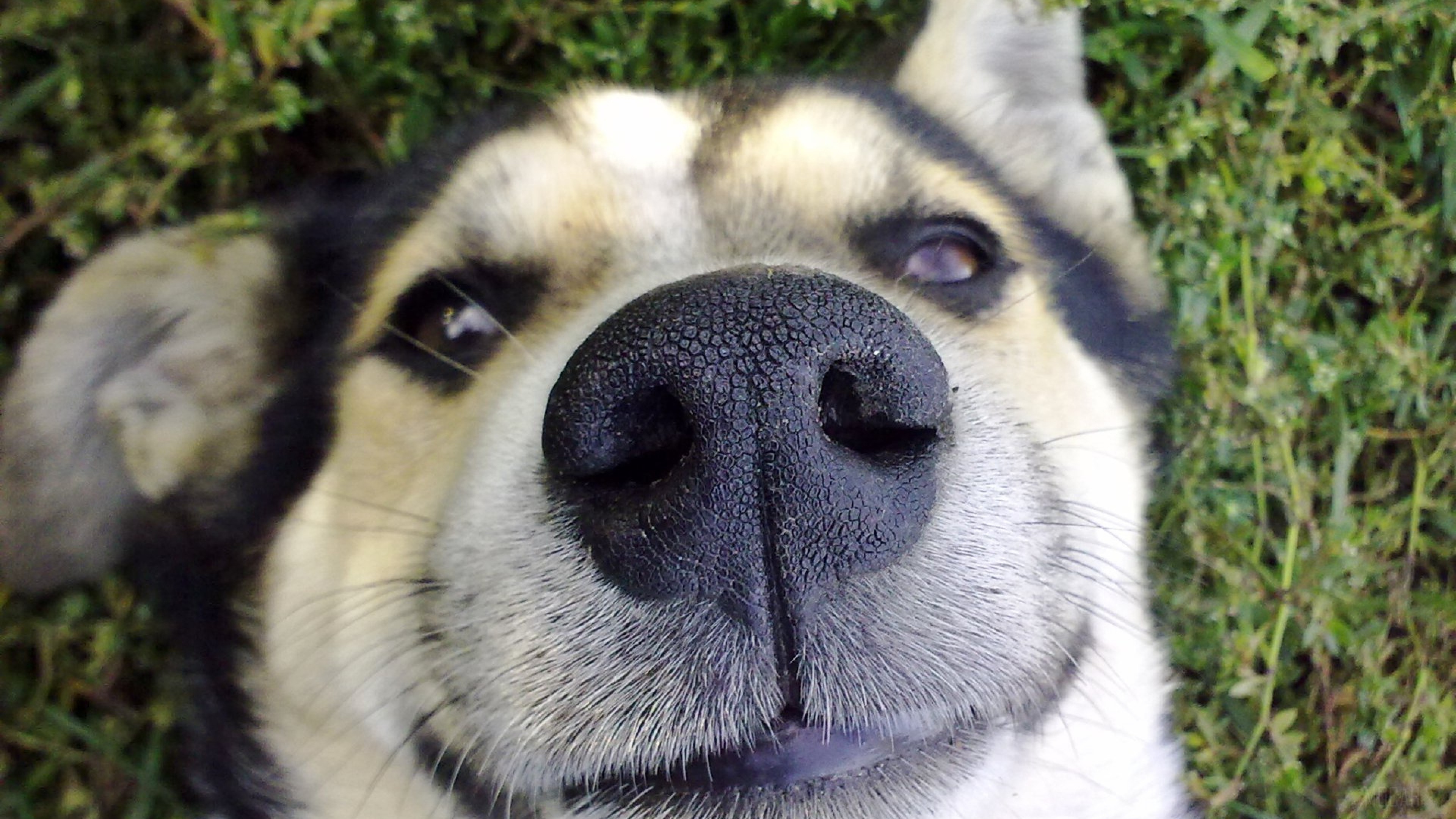 Dog Nose HD Wallpaper