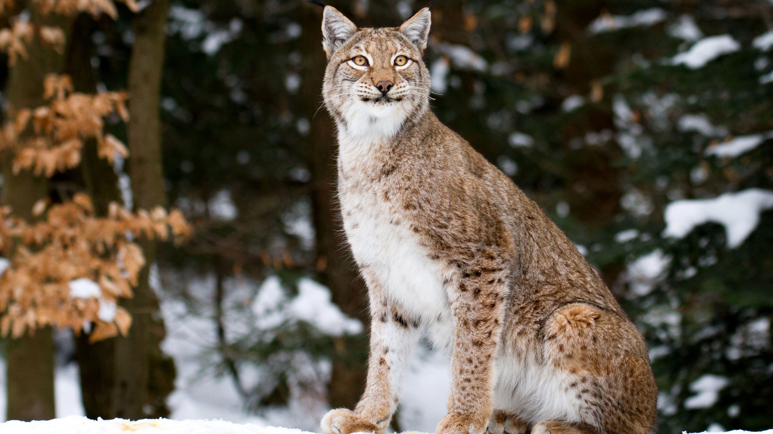 Lynx sitting in the snow HD Wallpaper