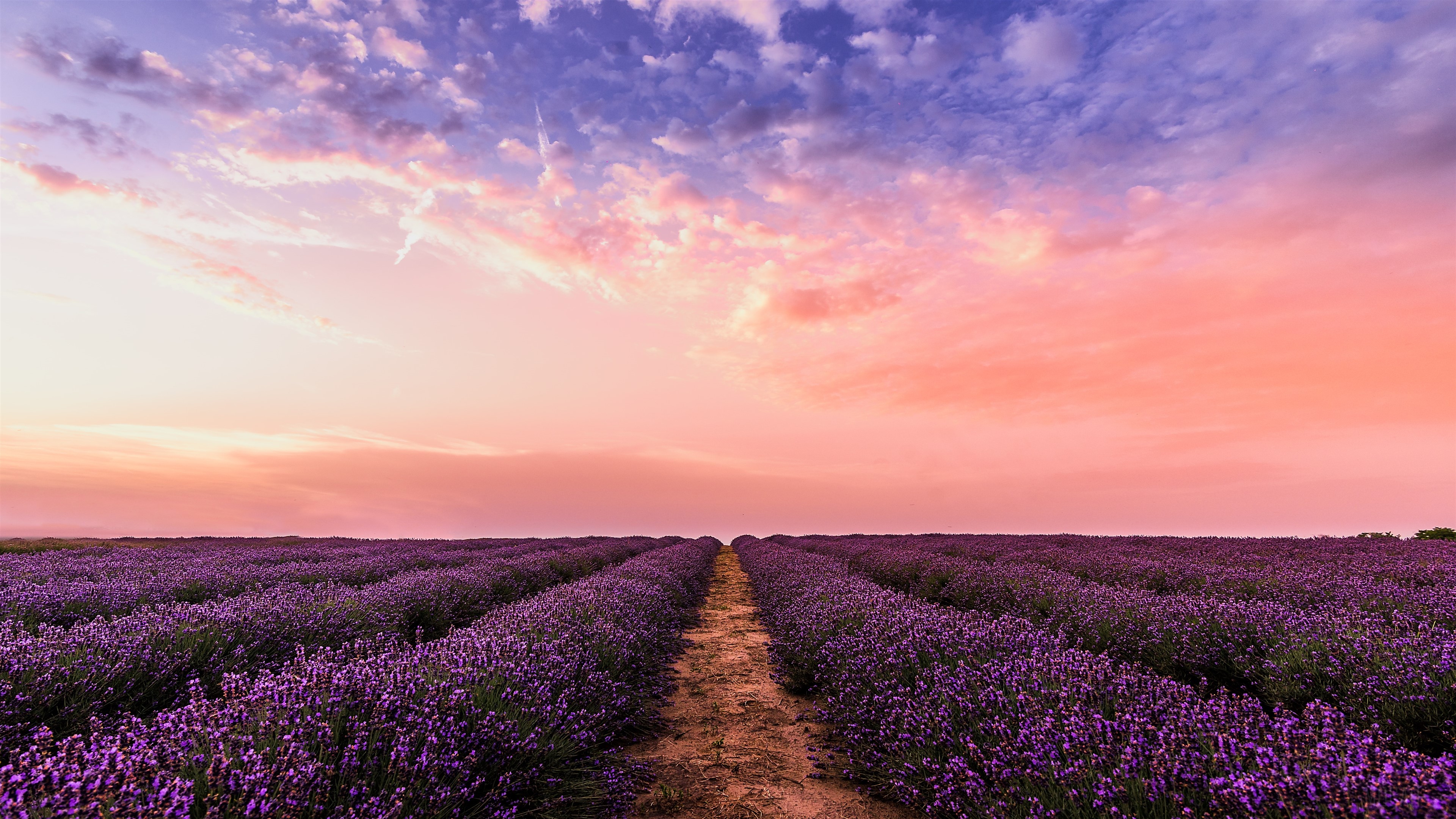 Lavender Field Under Pink Sky HD Wallpaper