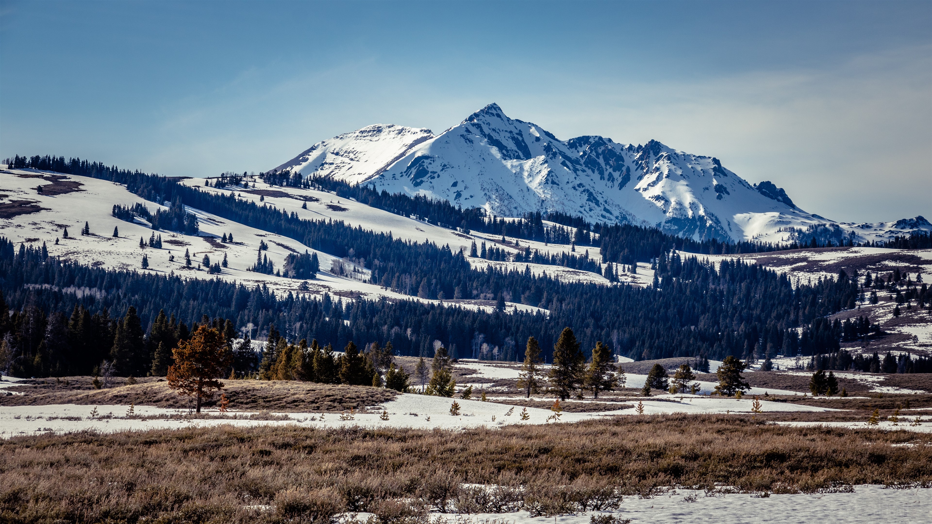 Snow-covered mountain range with pine trees HD Wallpaper