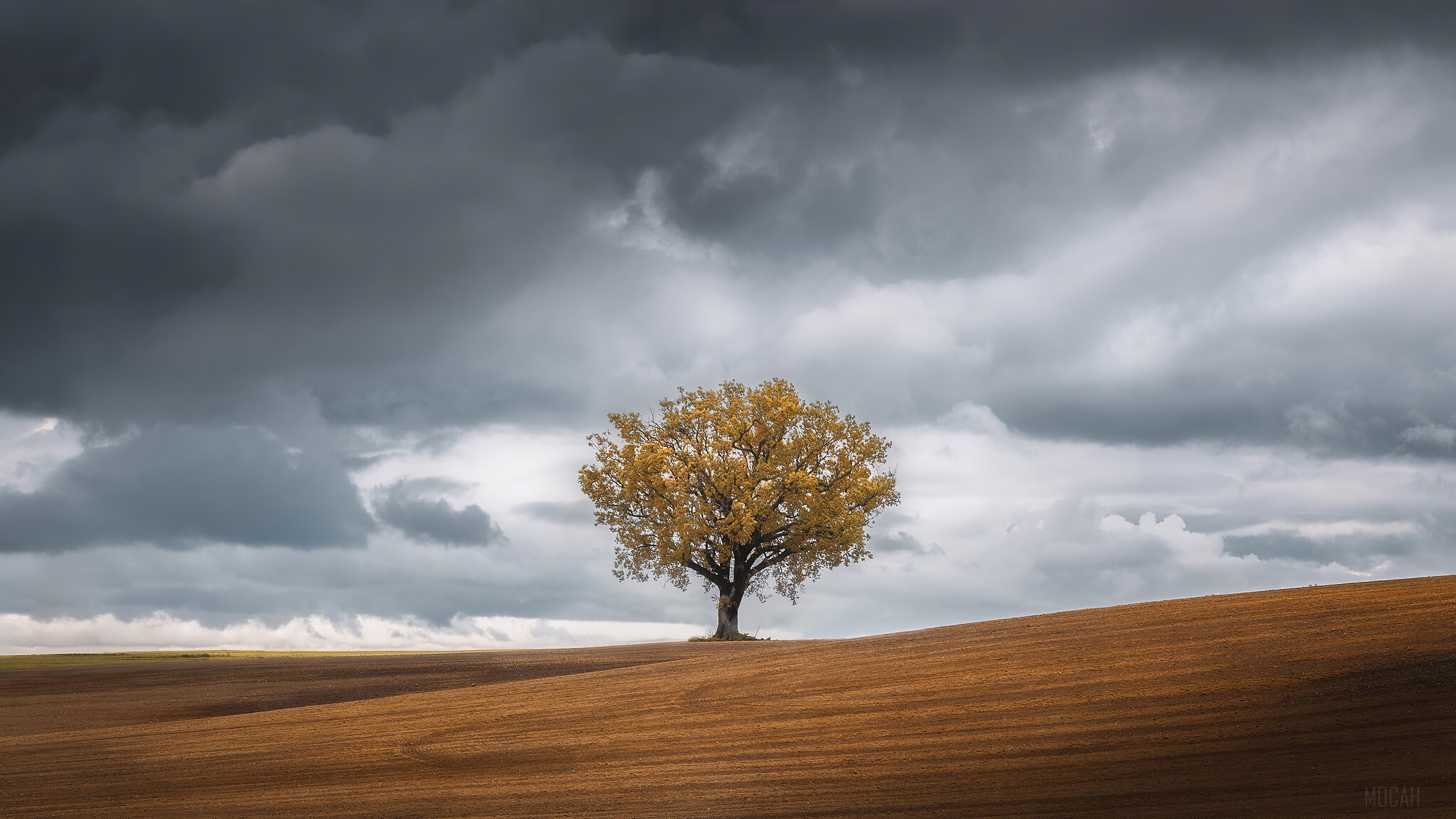 Tree in a field under stormy clouds 4K HD Wallpaper