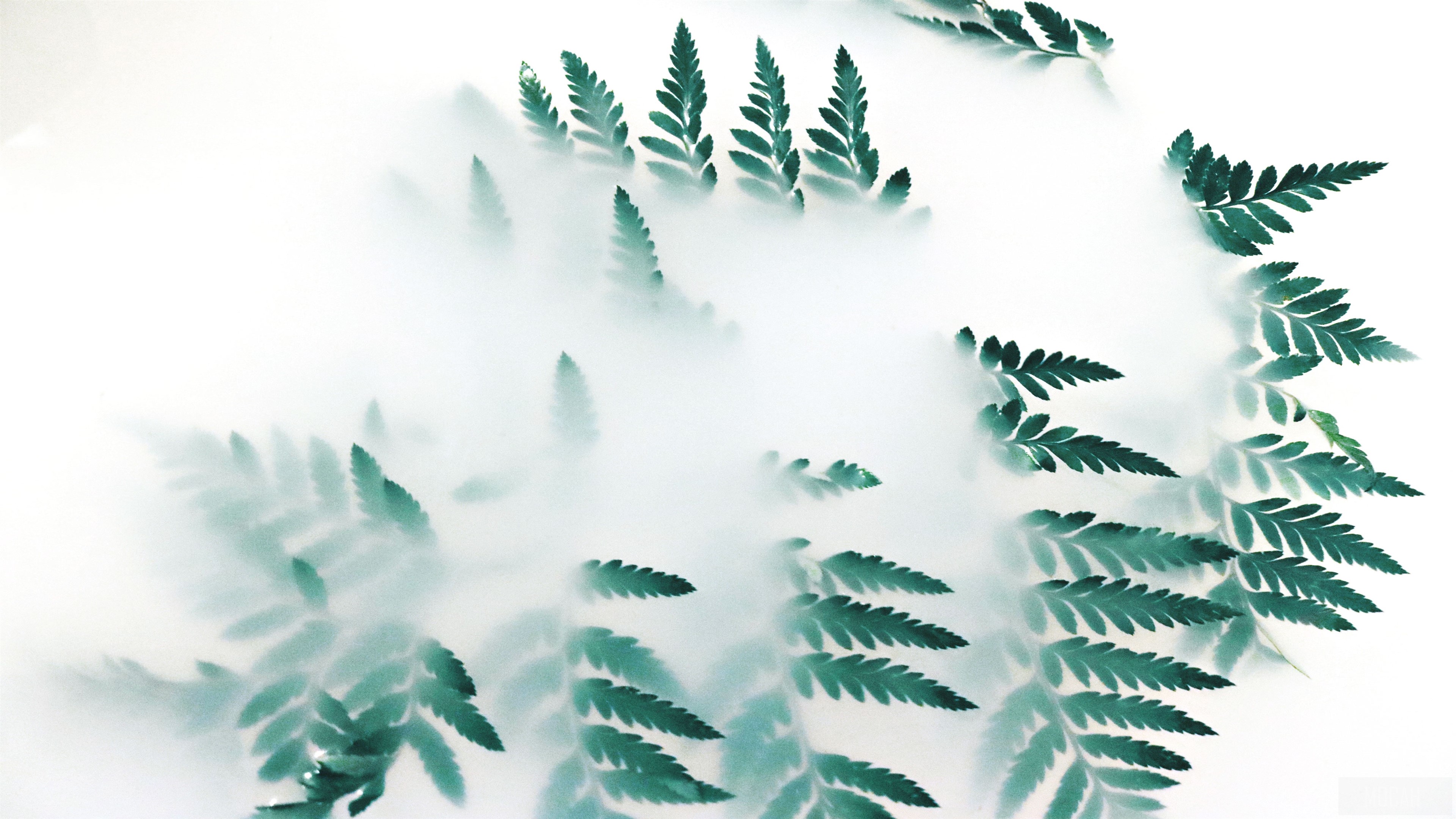 Green fern leaves in fog 4K HD Wallpaper