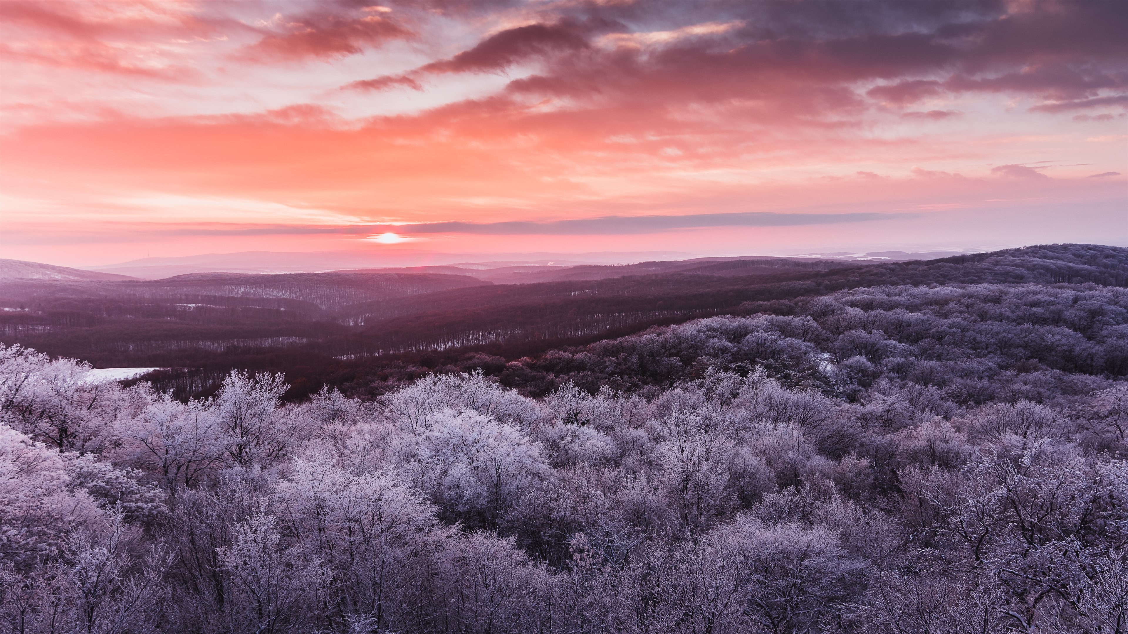 Winter Forest at Sunrise 4K HD Wallpaper