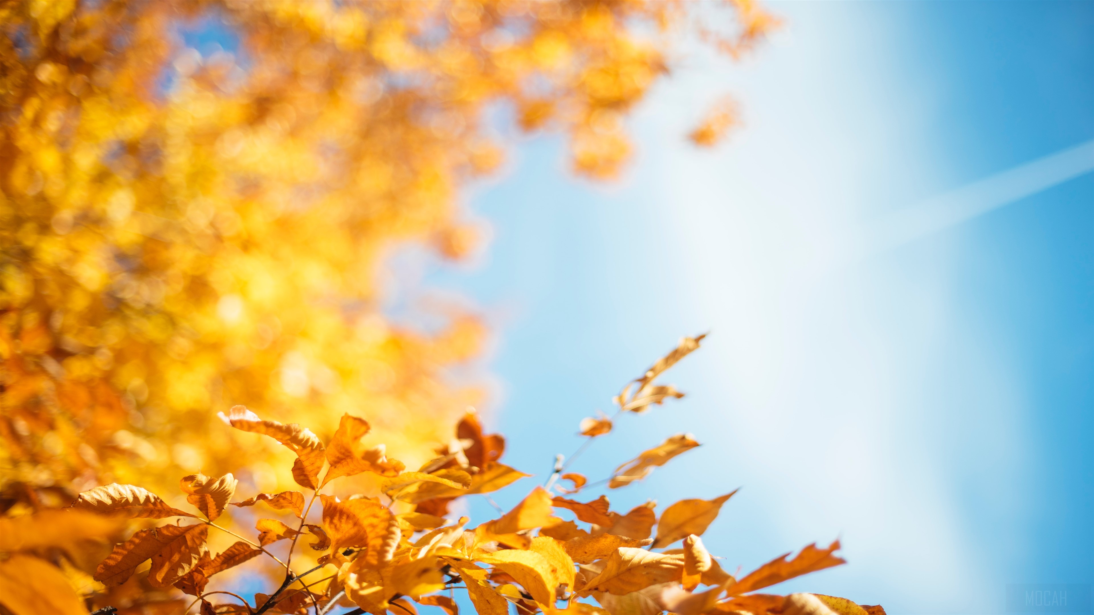 Autumn Leaves 4K HD Wallpaper
