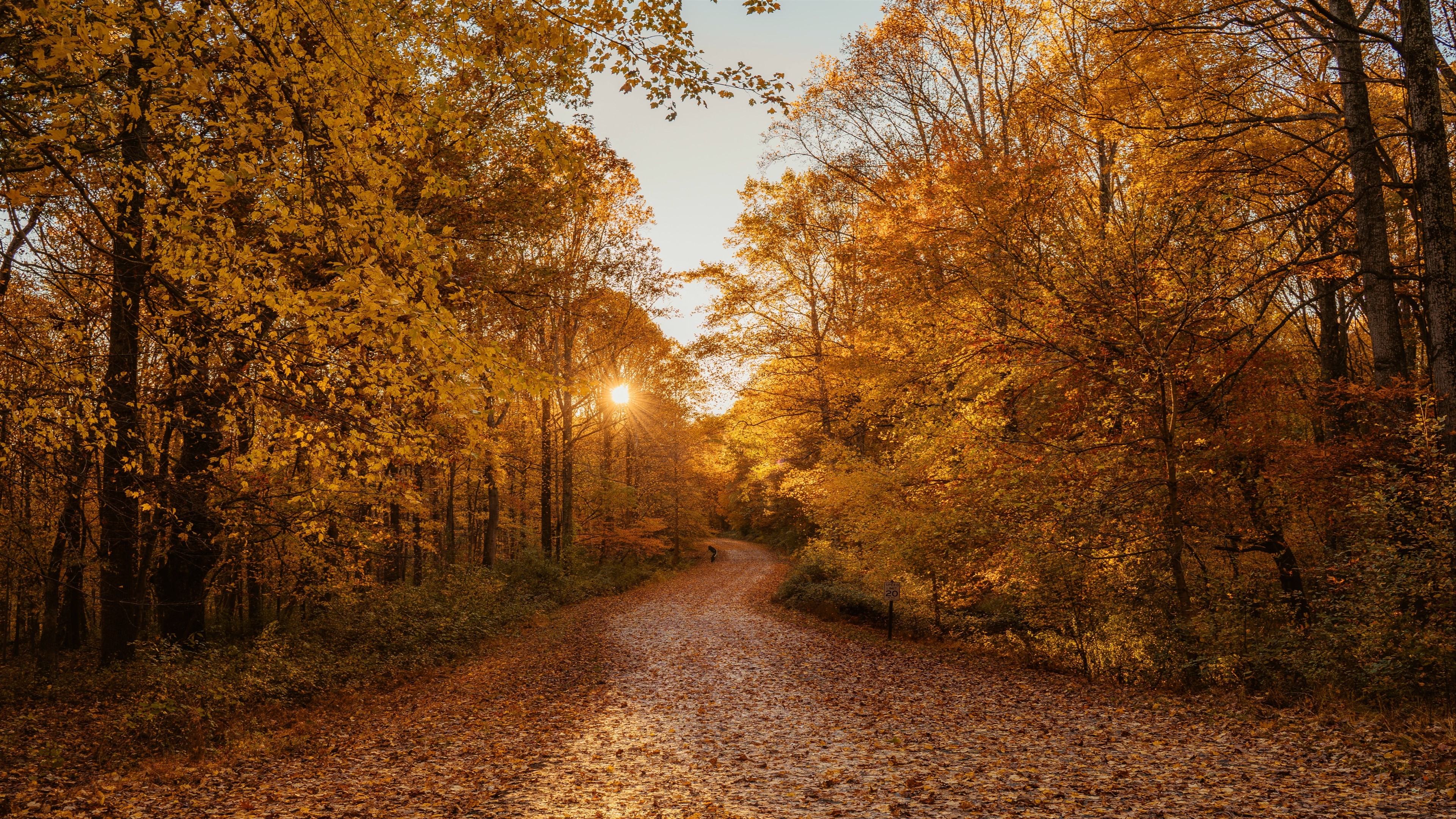 Autumn Road HD Wallpaper