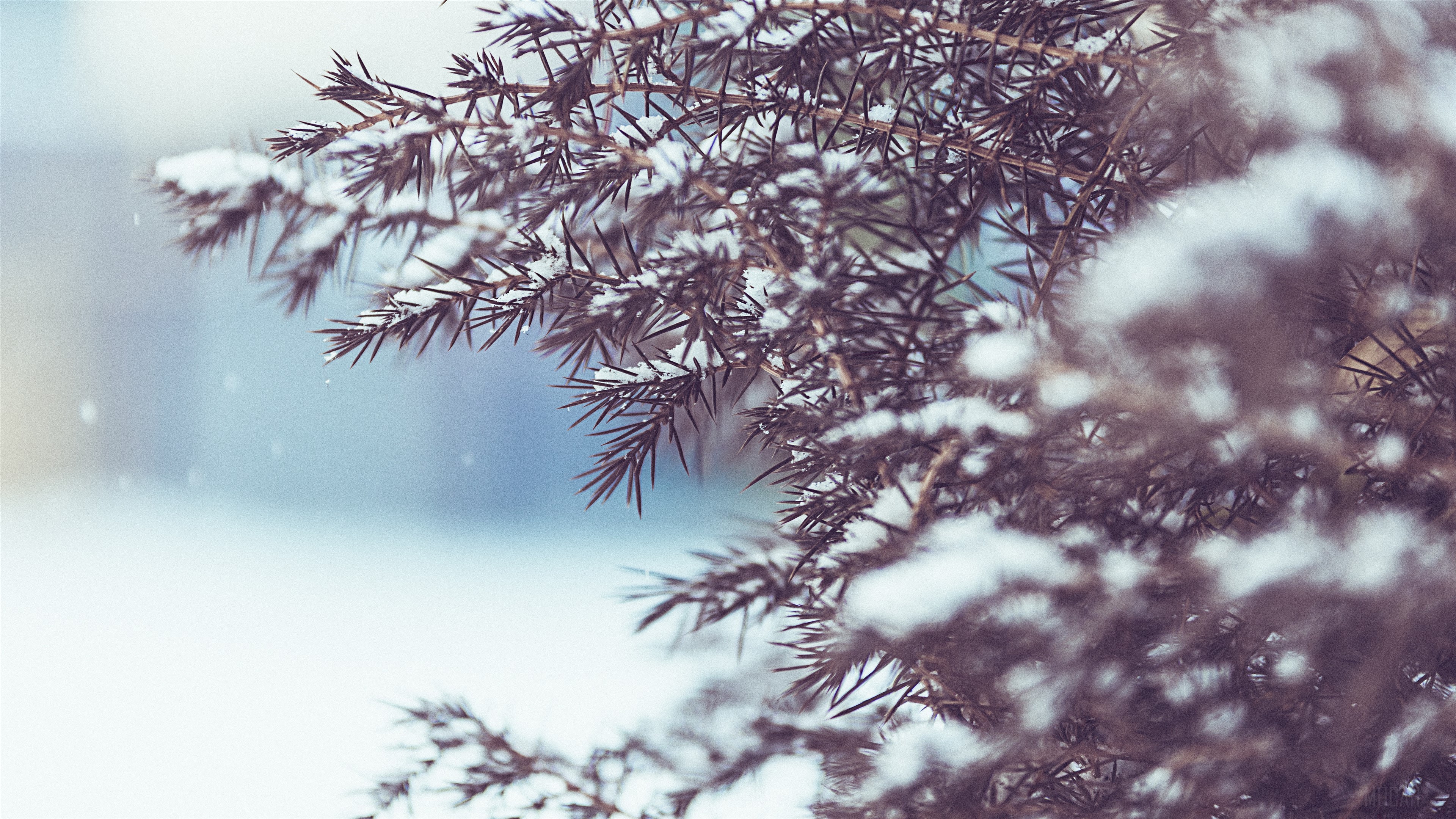 Winter Tree with Snow 4K HD Wallpaper