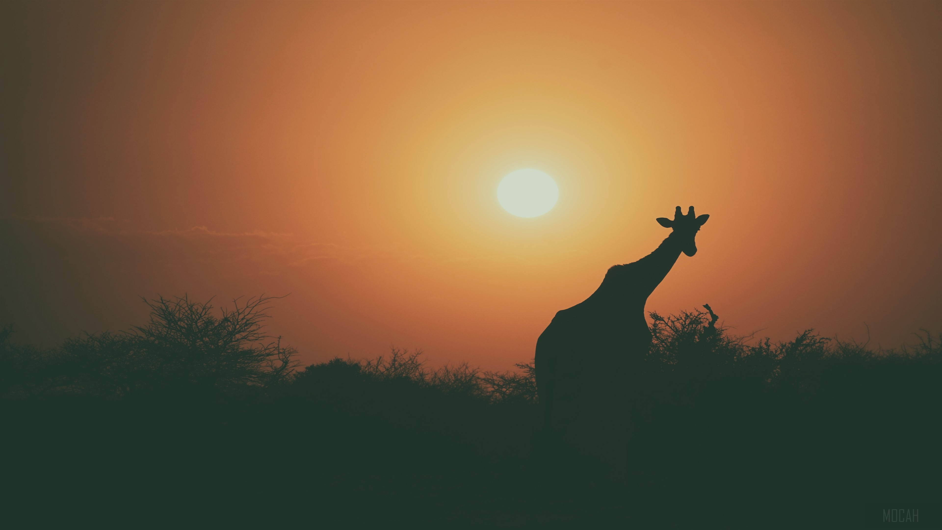 Giraffe Silhouette at Sunset 4K HD Wallpaper