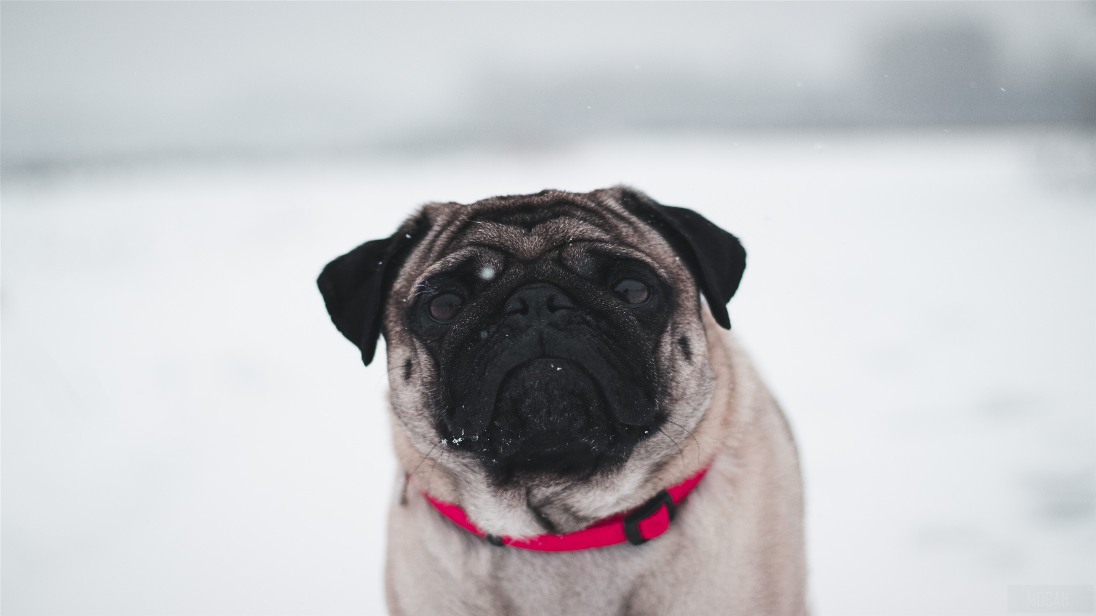 Pug In Snow HD Wallpaper
