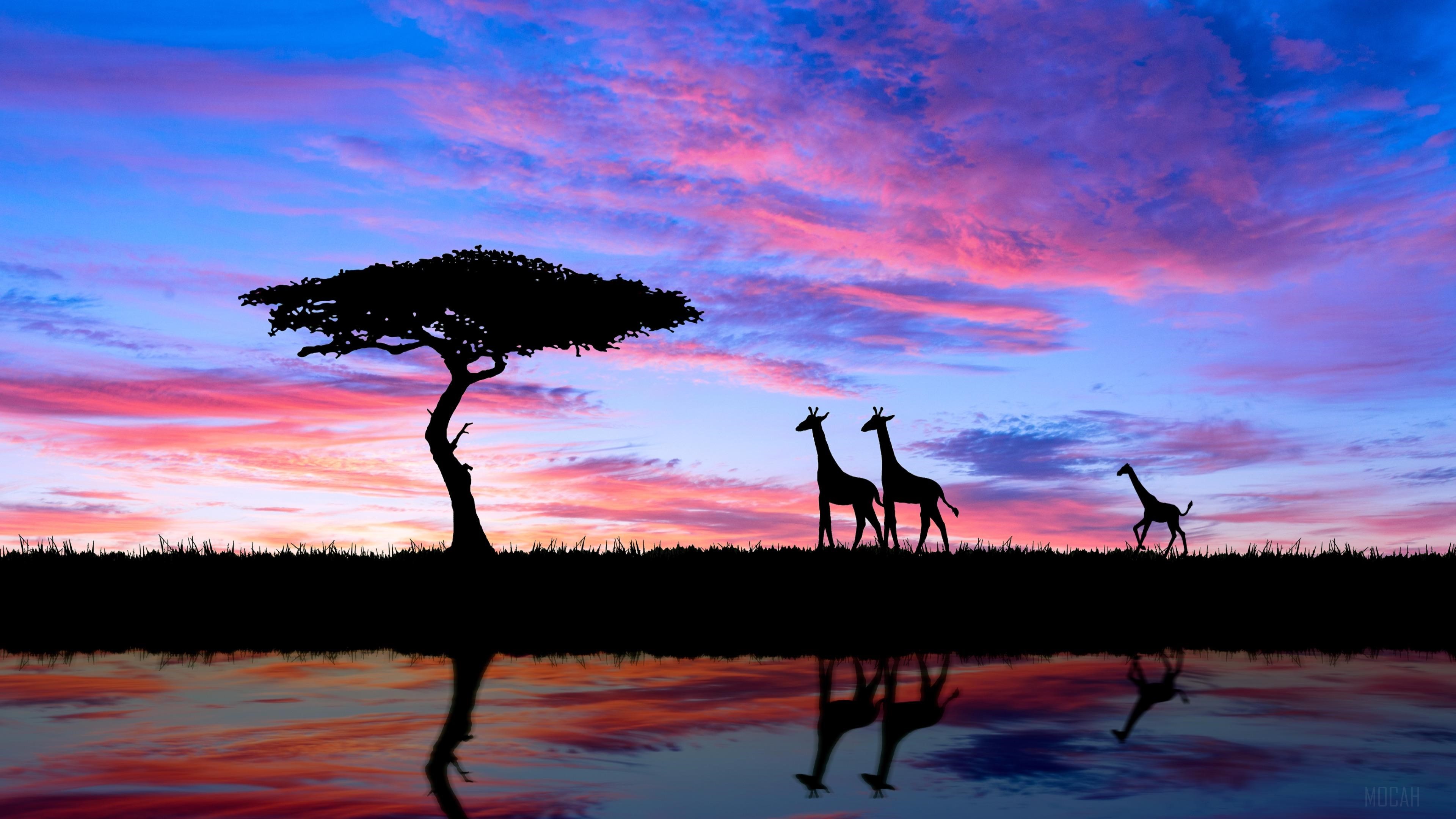 Giraffes Silhouetted Against a Colorful Sunset Sky HD Wallpaper