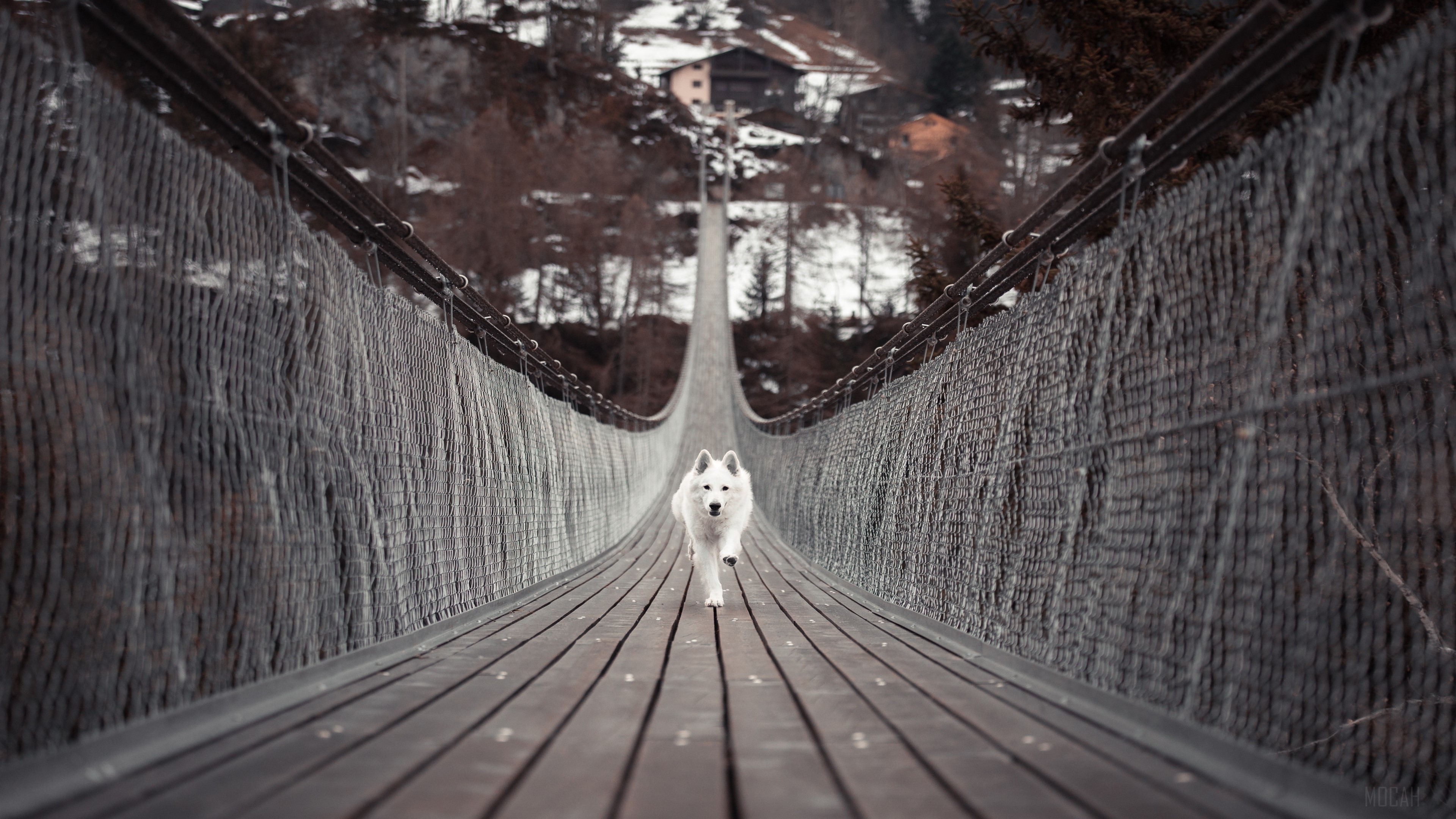 White Dog Running on a Suspension Bridge HD Wallpaper
