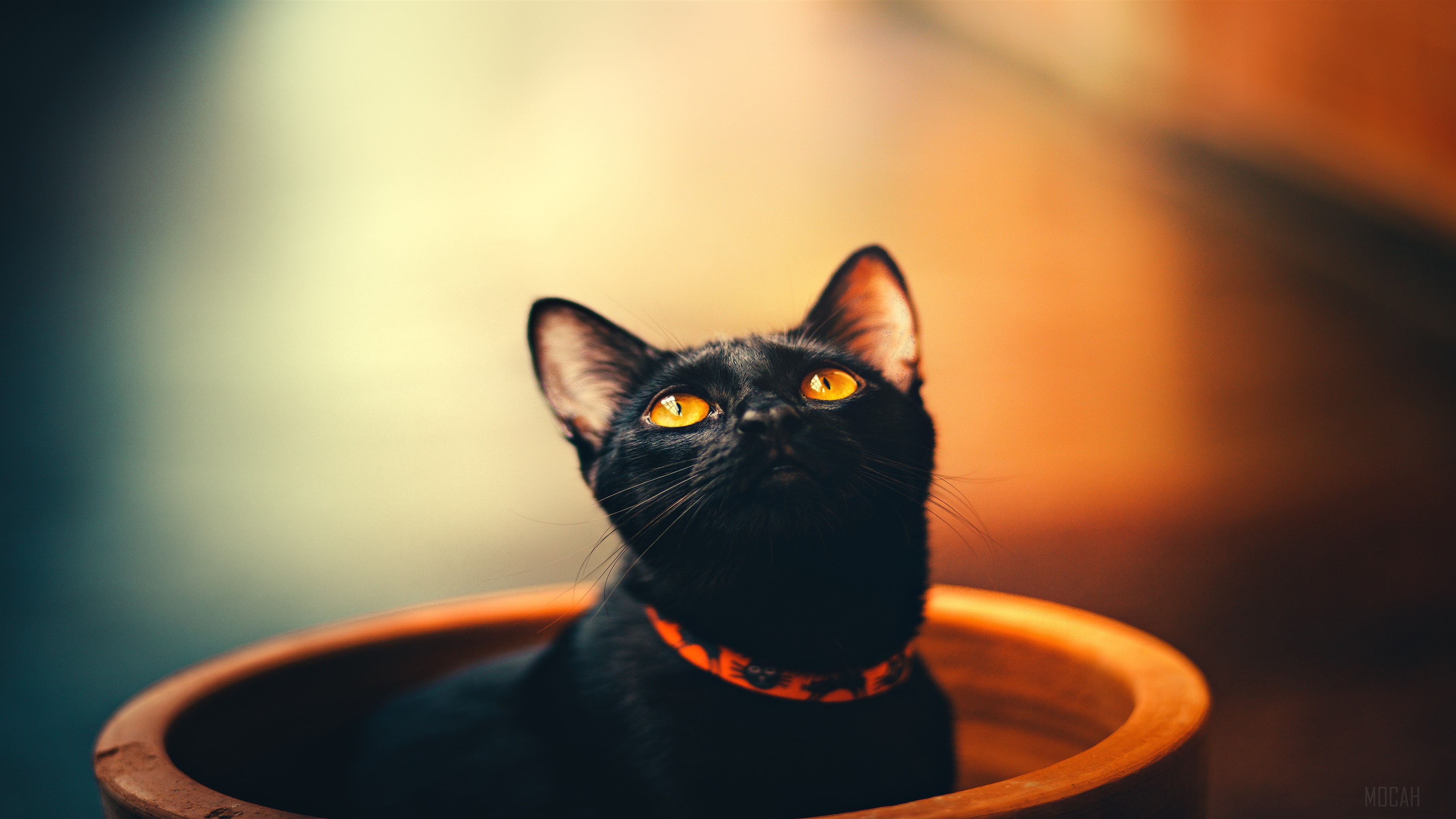 Black cat with orange collar in a bowl 4K HD Wallpaper