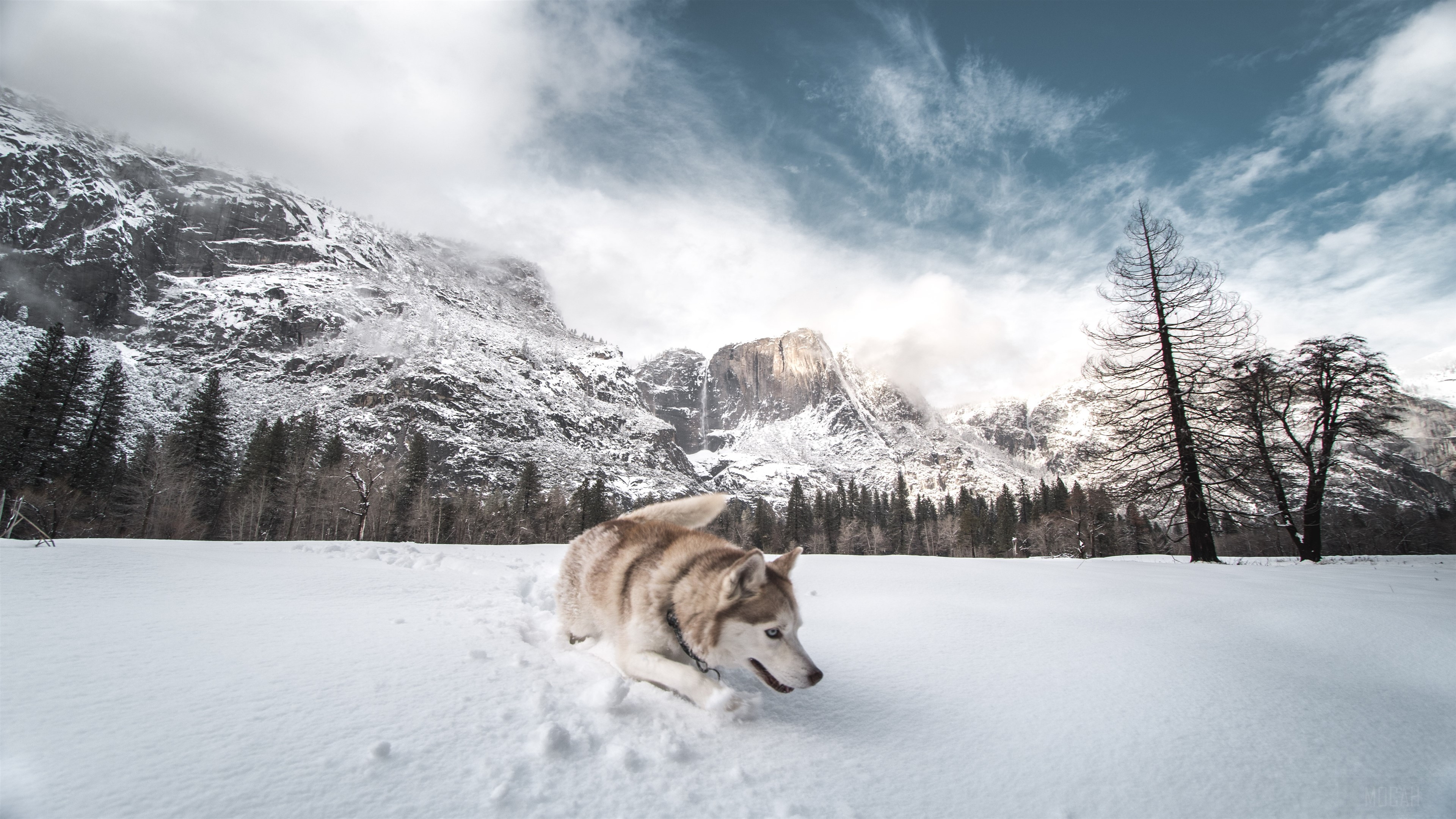 Siberian Husky in snowy Yosemite National Park 4K HD Wallpaper