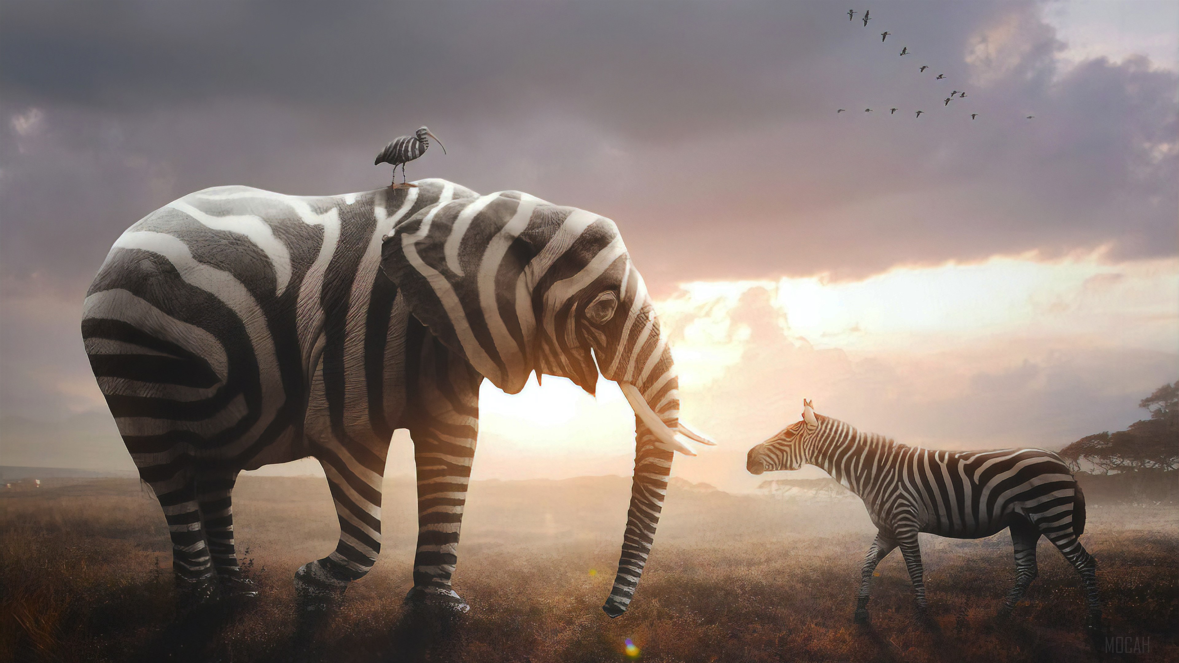 Elephant and Zebra in Savannah 4K HD Wallpaper