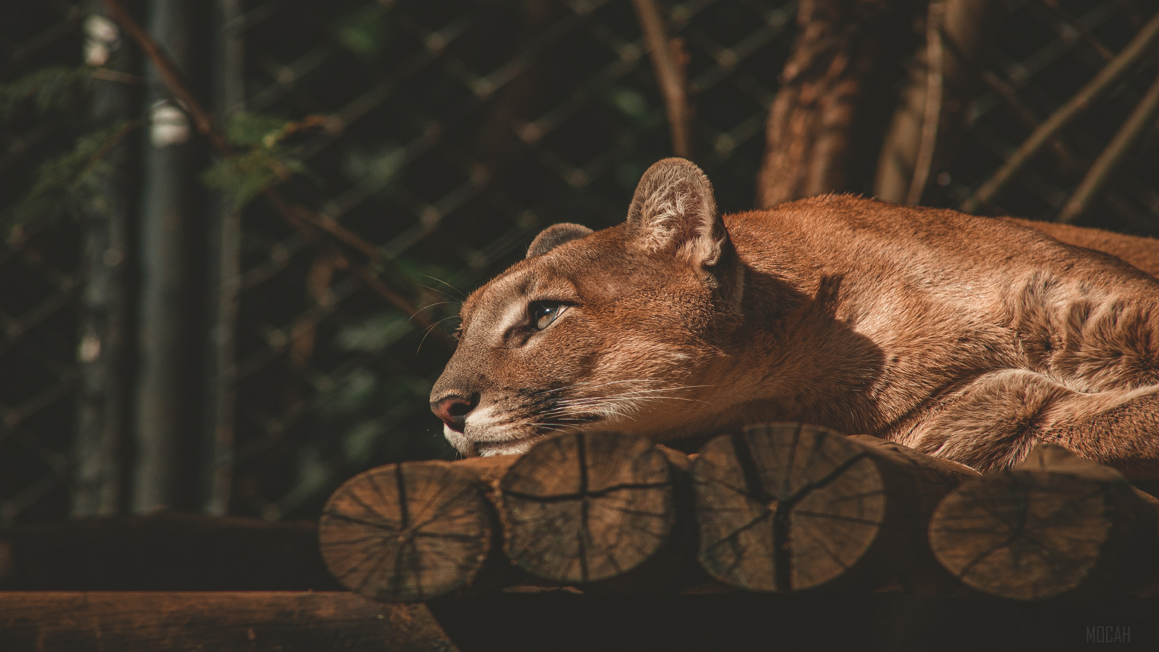 Cougar resting on wooden platform HD Wallpaper