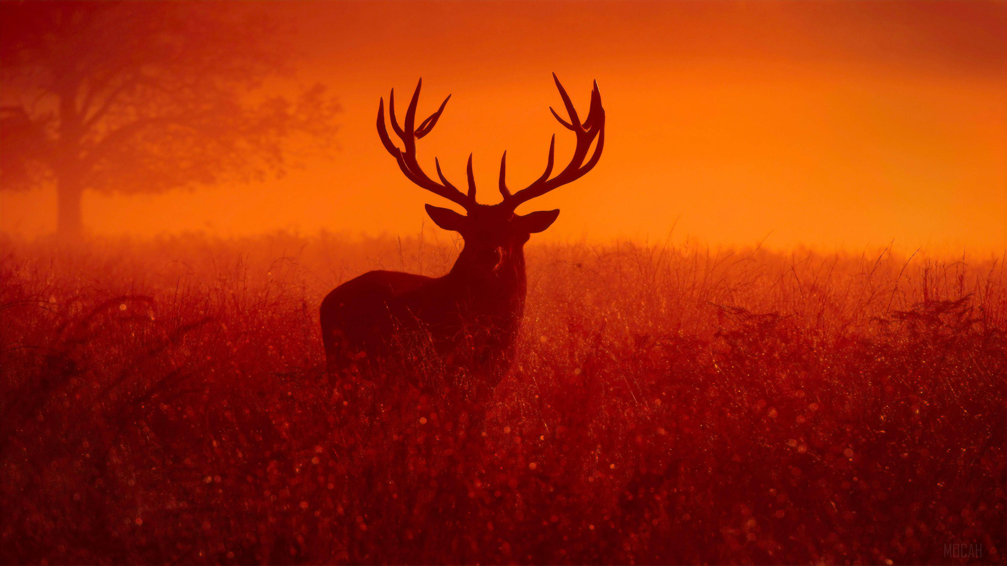 Reindeer Silhouette in Orange Haze 4K HD Wallpaper