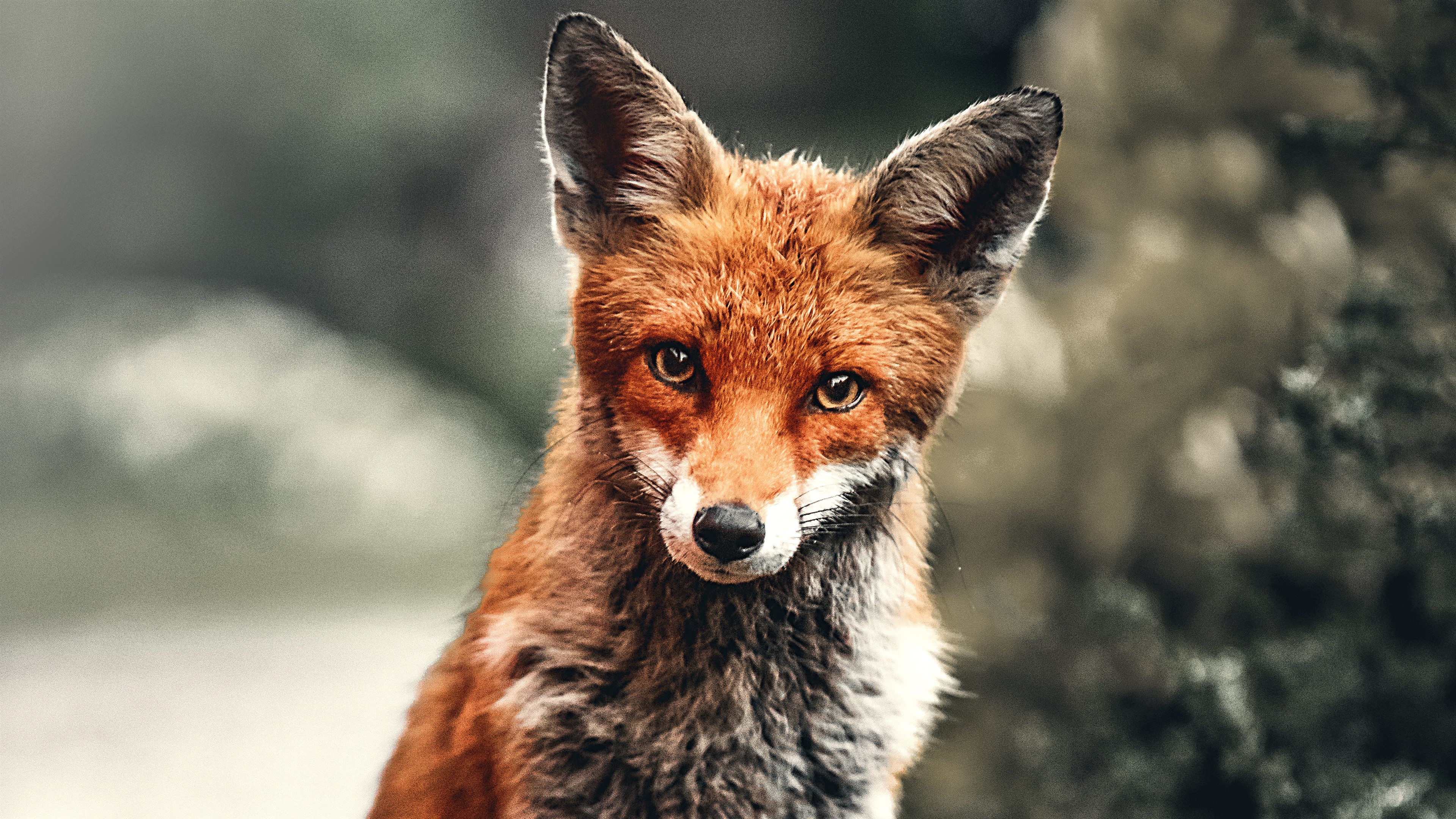 Close-up of a Red Fox in 4K HD Wallpaper