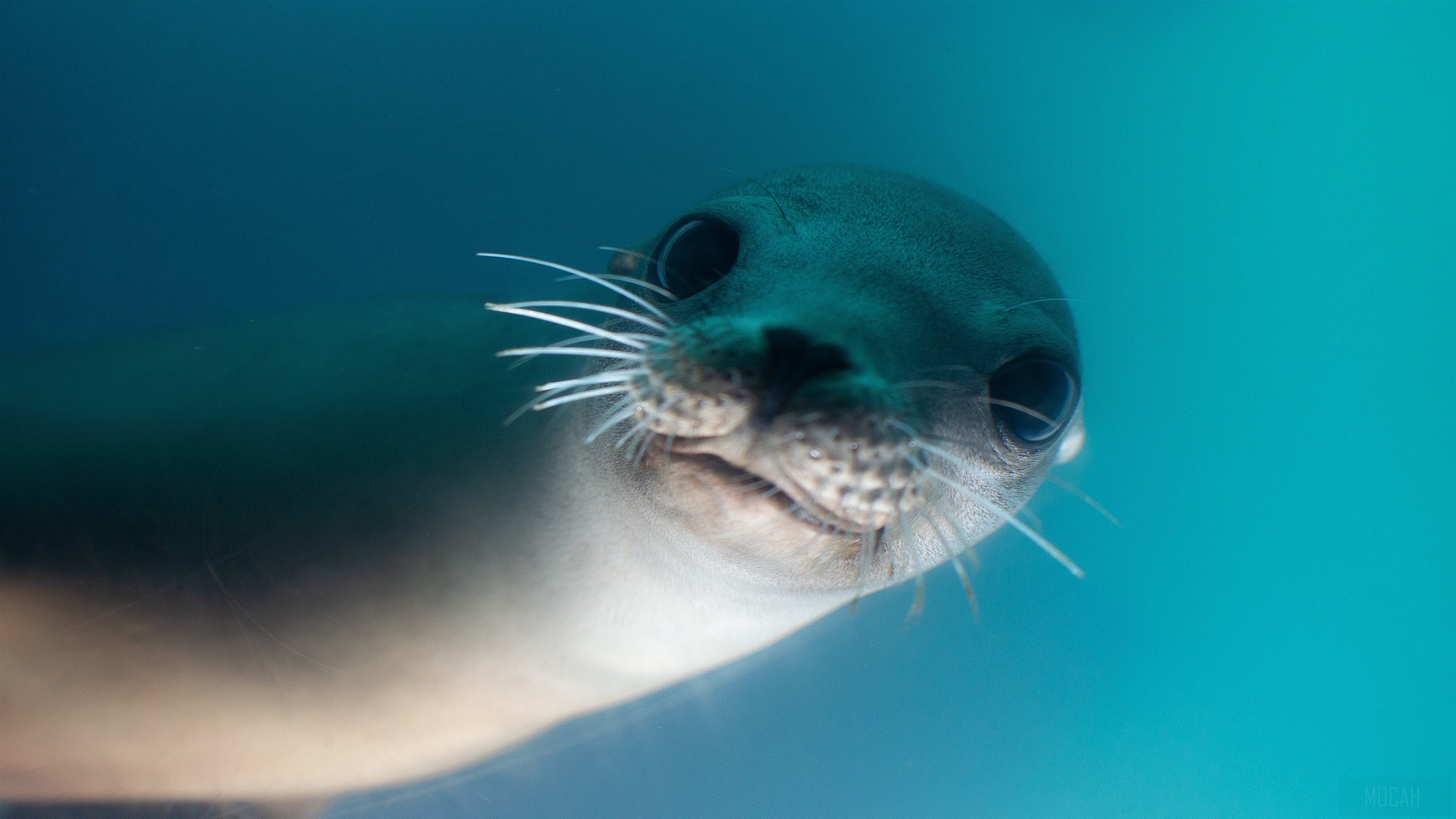 California Sea Lion Underwater 4K HD Wallpaper