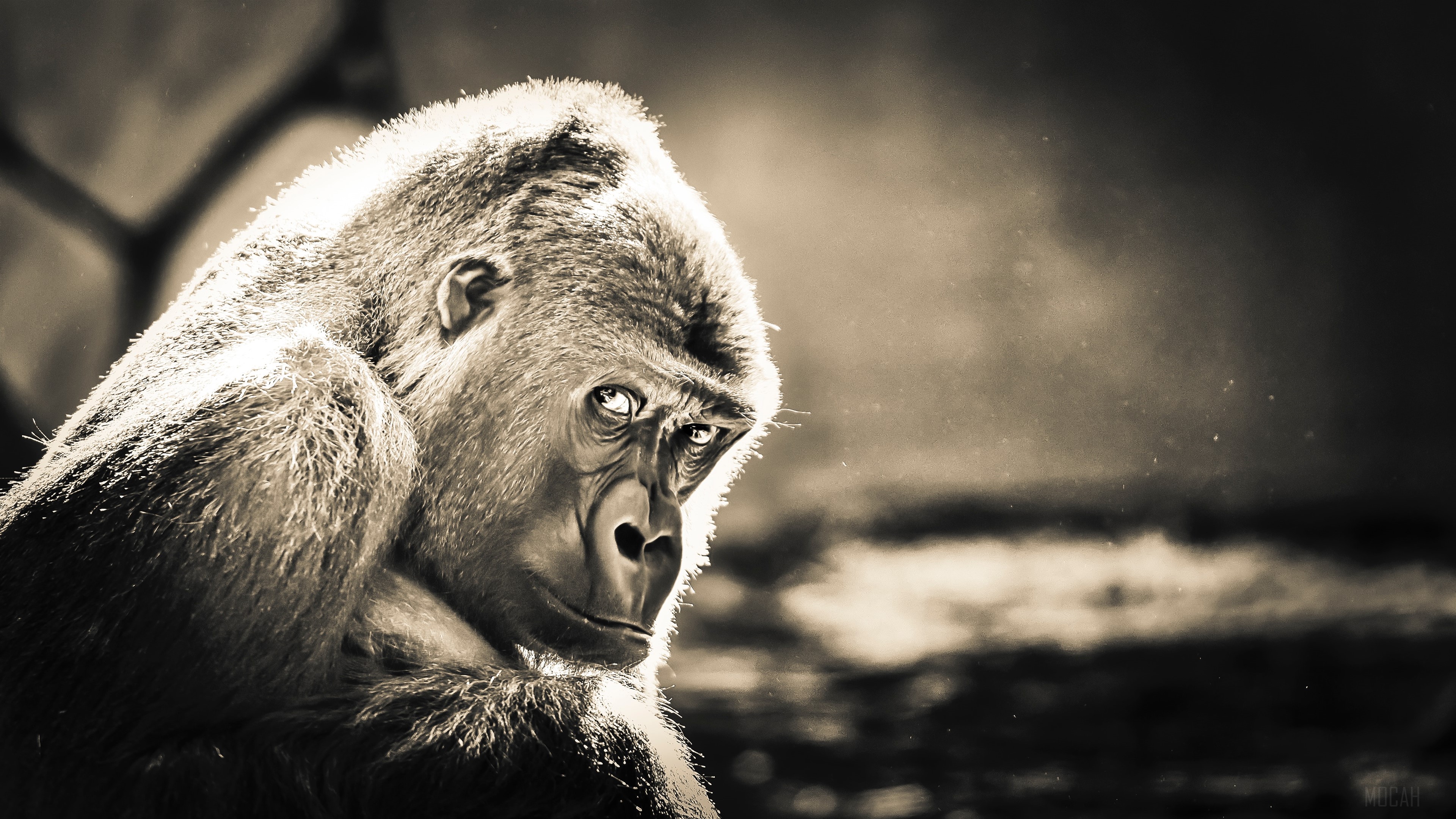 Gorilla in sepia tone 4K HD Wallpaper