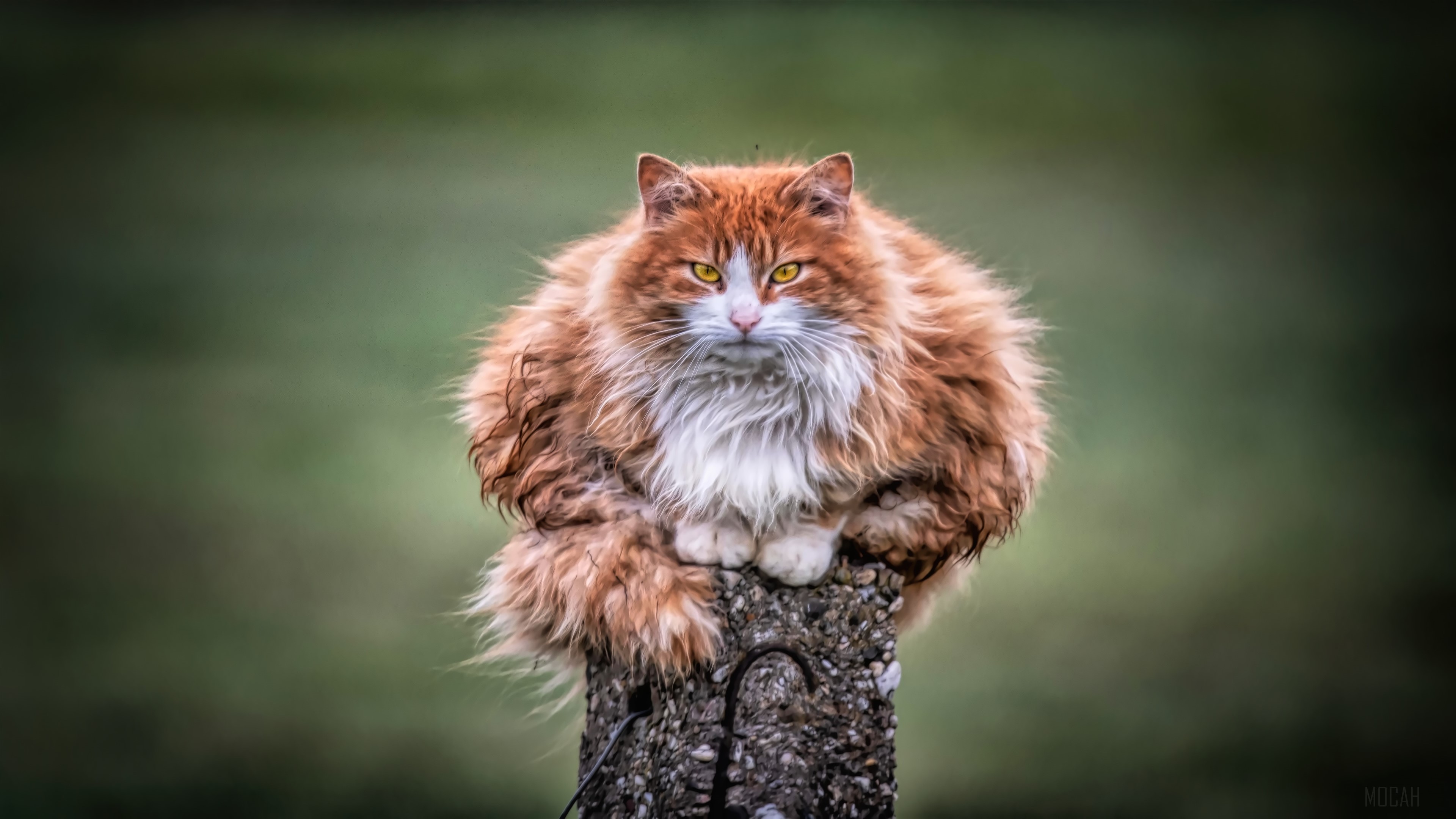 Fluffy orange and white cat sitting on a post HD Wallpaper