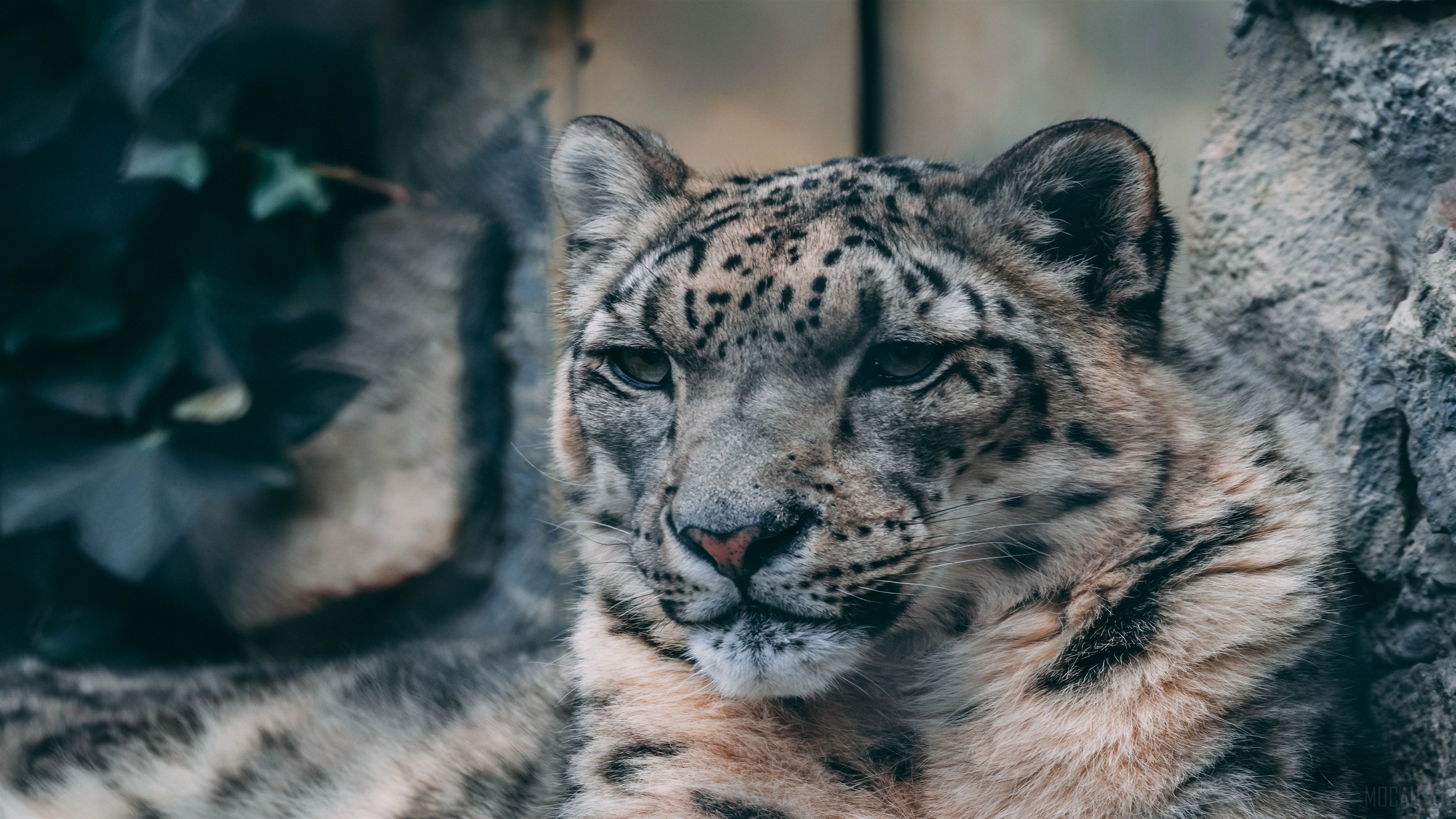 Snow Leopard Close-up 4K HD Wallpaper