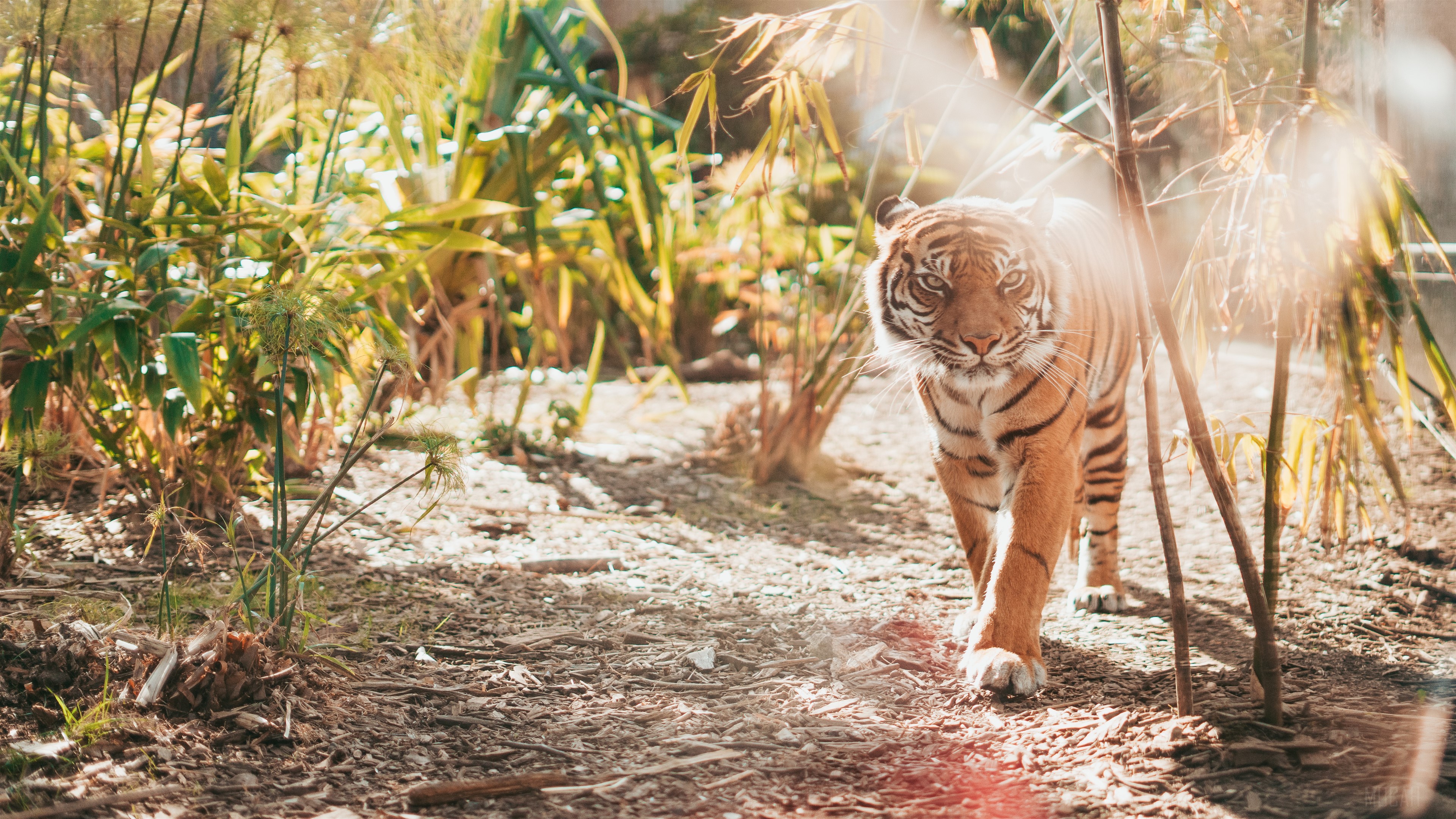 Tiger walking in a jungle 4K HD Wallpaper
