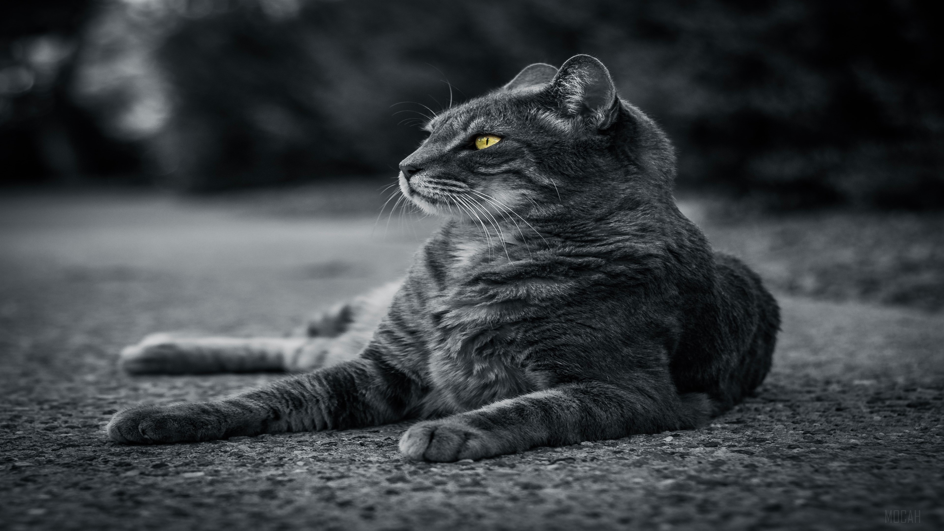 Monochrome Cat with Yellow Eyes 4K HD Wallpaper