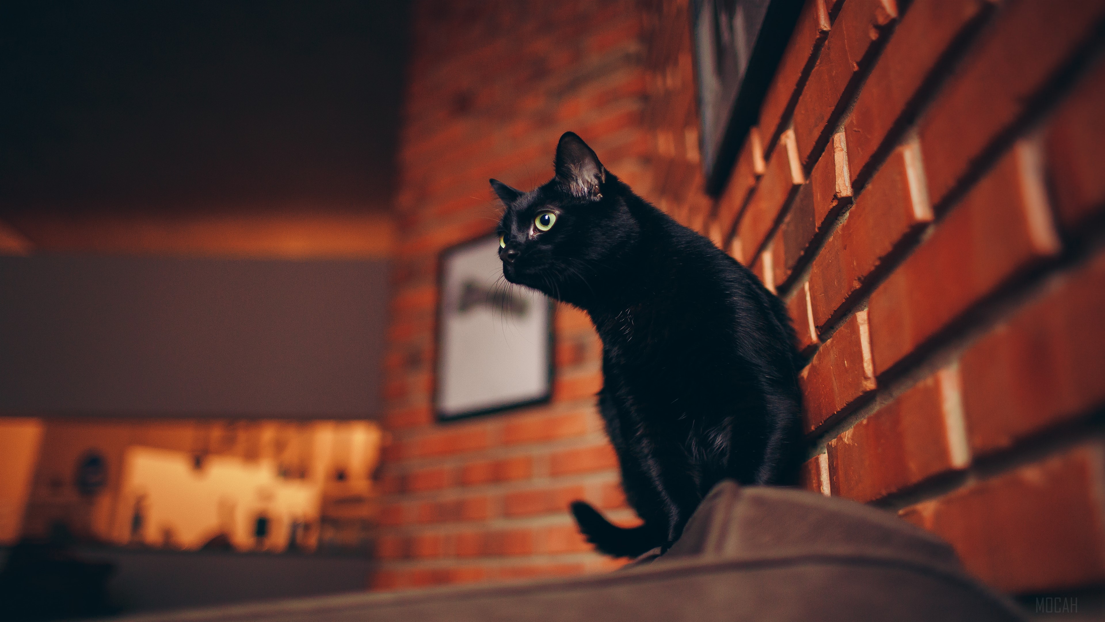 Black Cat Portrait HD Wallpaper