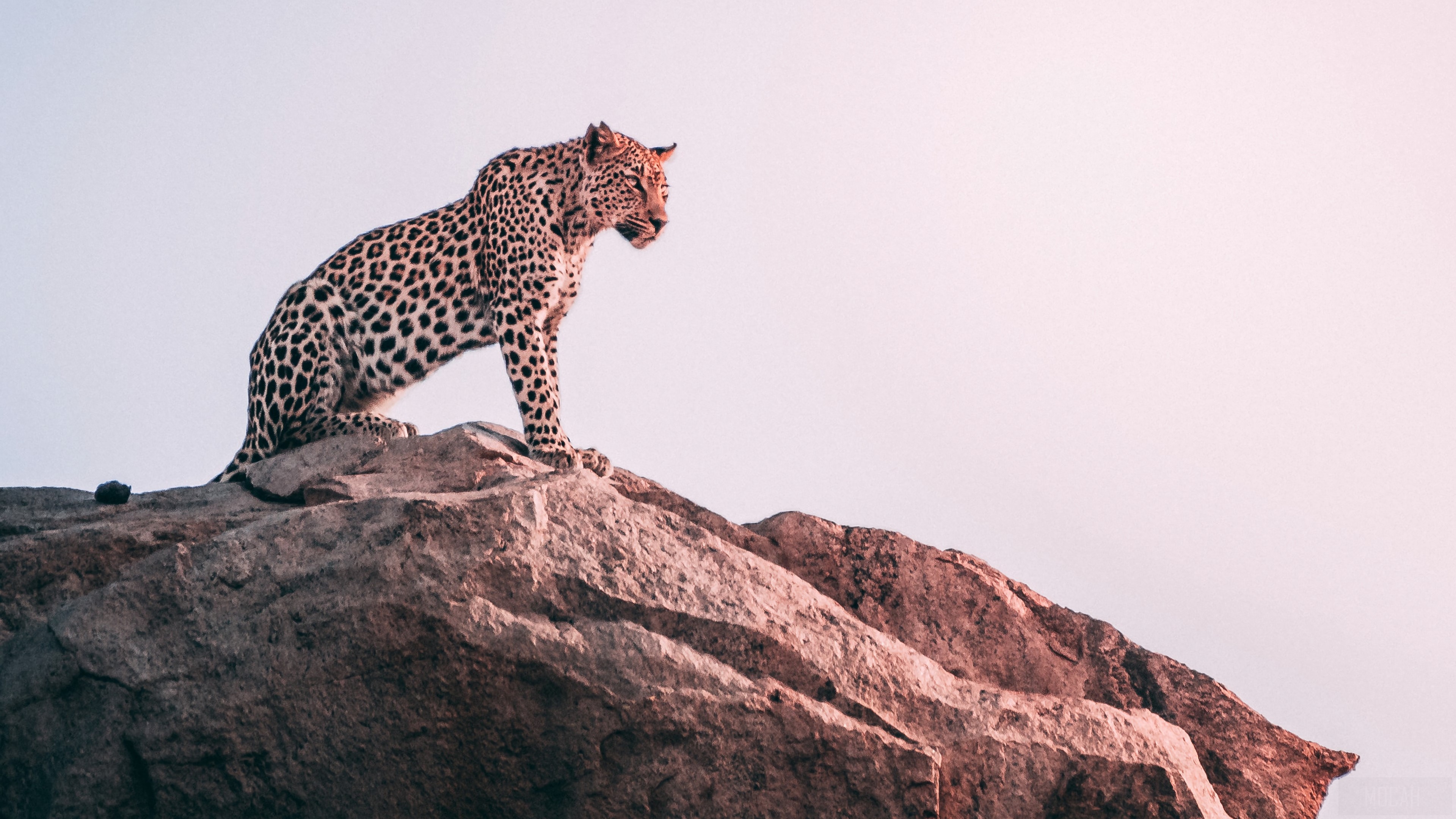 Leopard on a rock in 4K HD Wallpaper