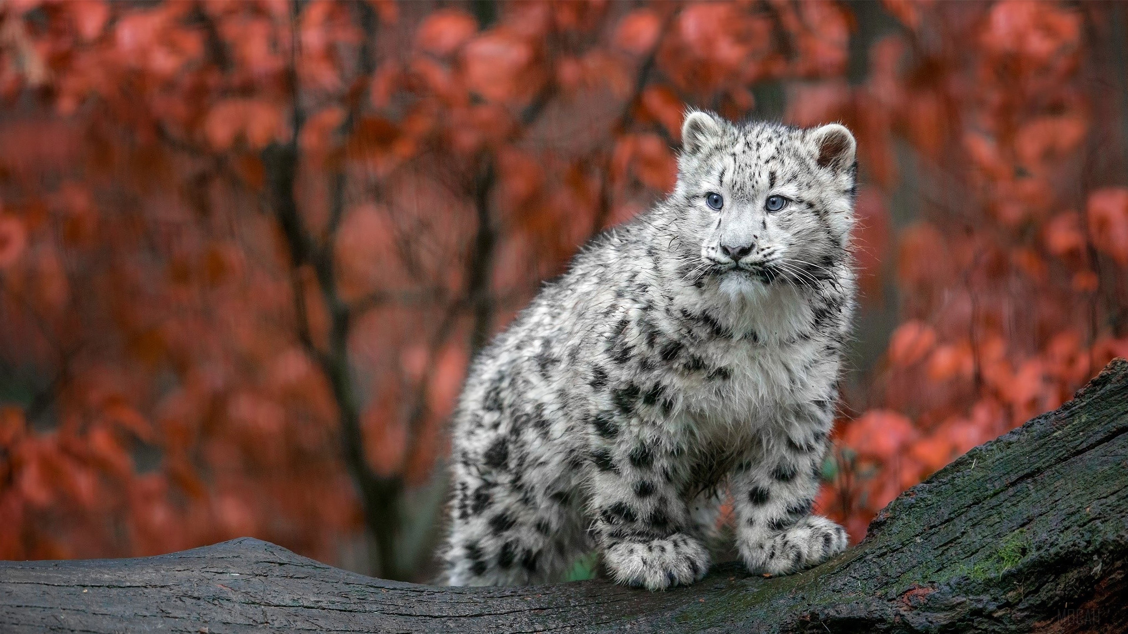 Baby Snow Leopard HD Wallpaper