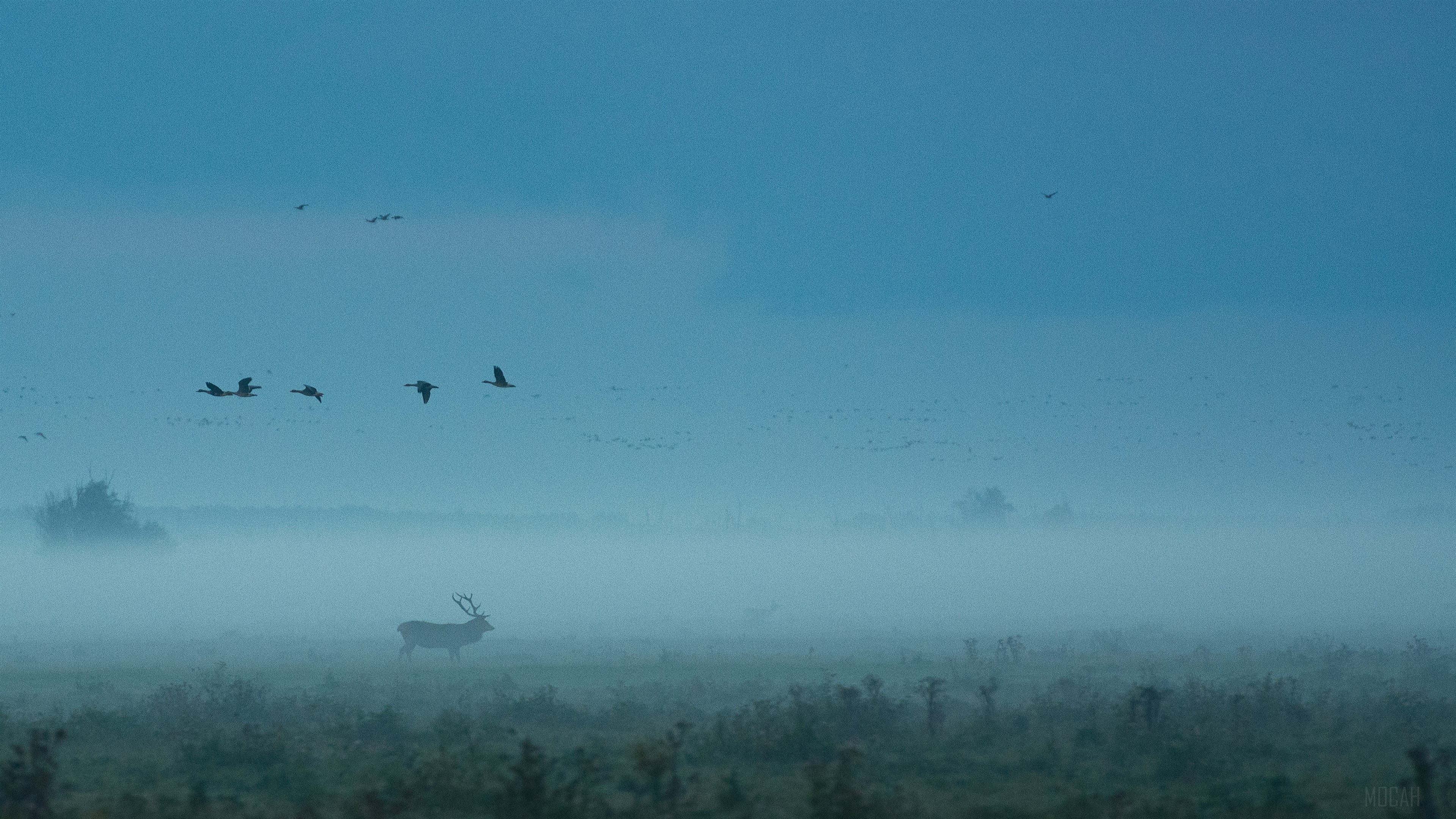 Red Deer in Fog with Birds 4K HD Wallpaper