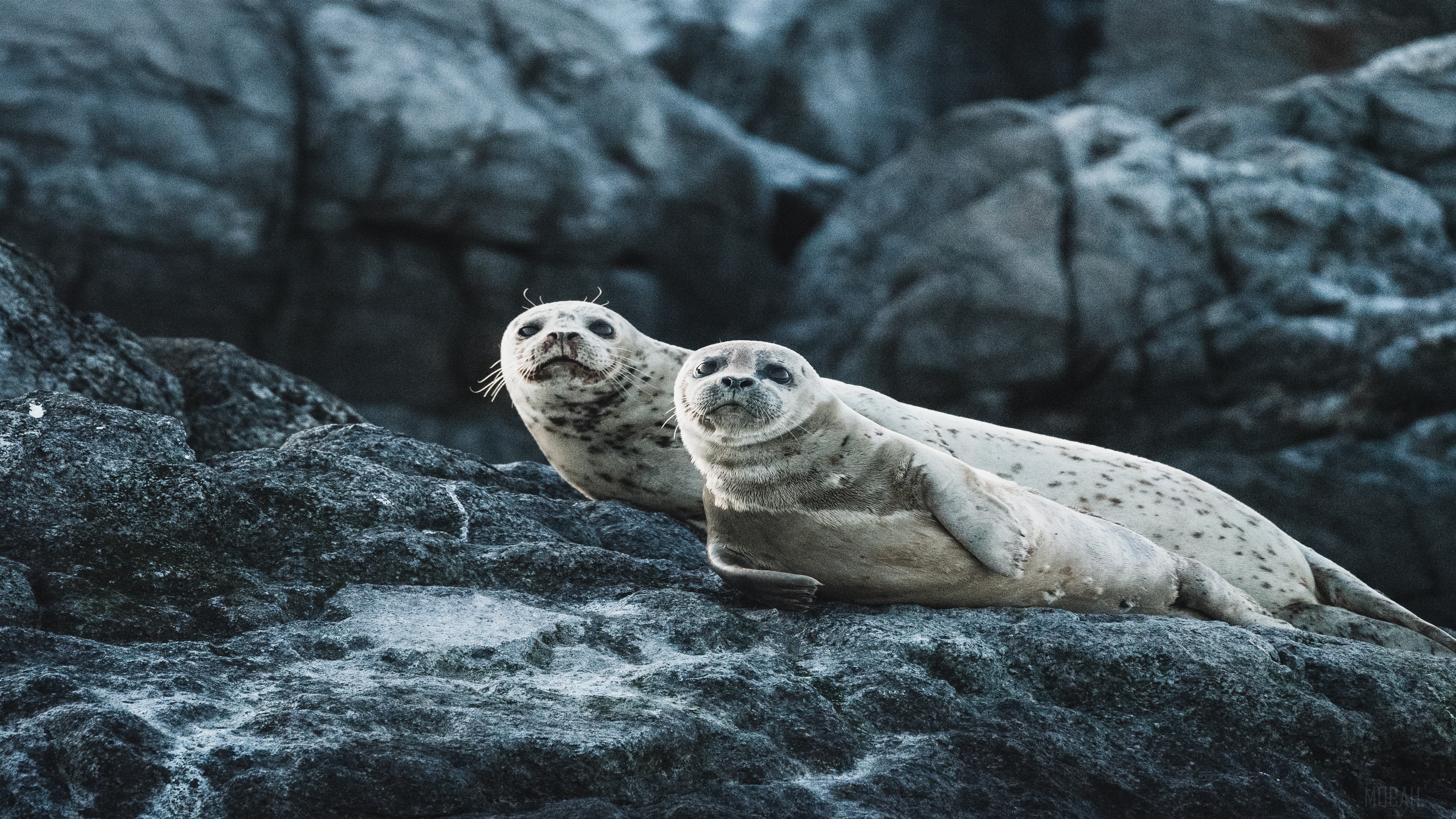 Two seals resting on rocks HD Wallpaper