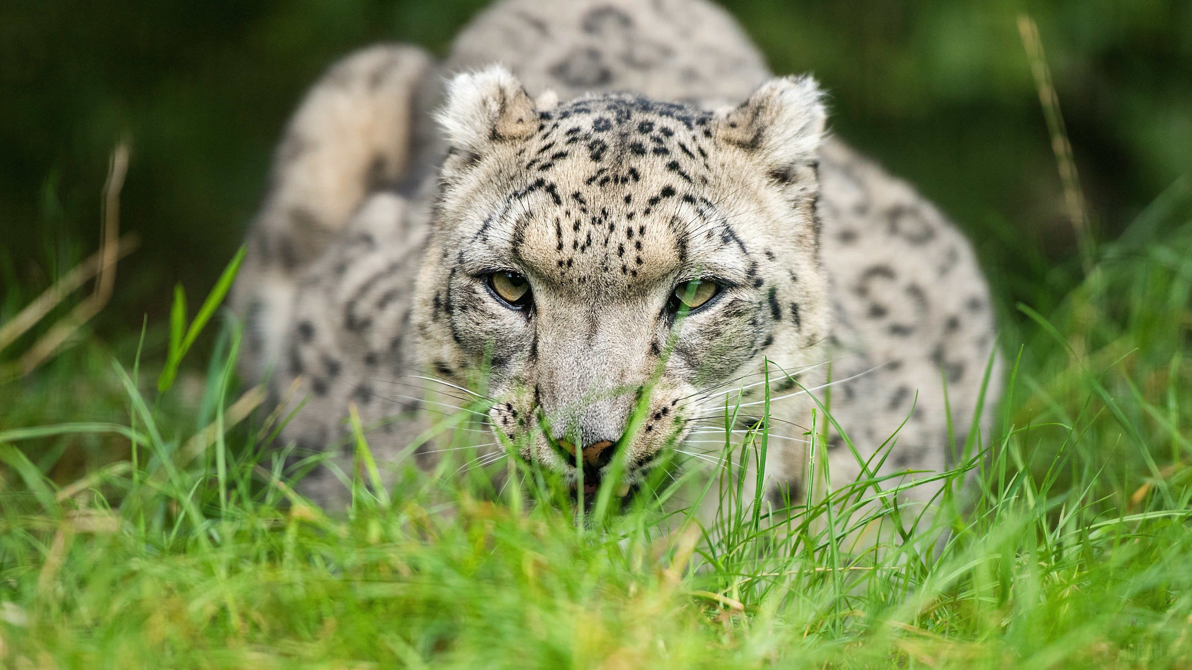 Snow Leopard in Grass 4K HD Wallpaper
