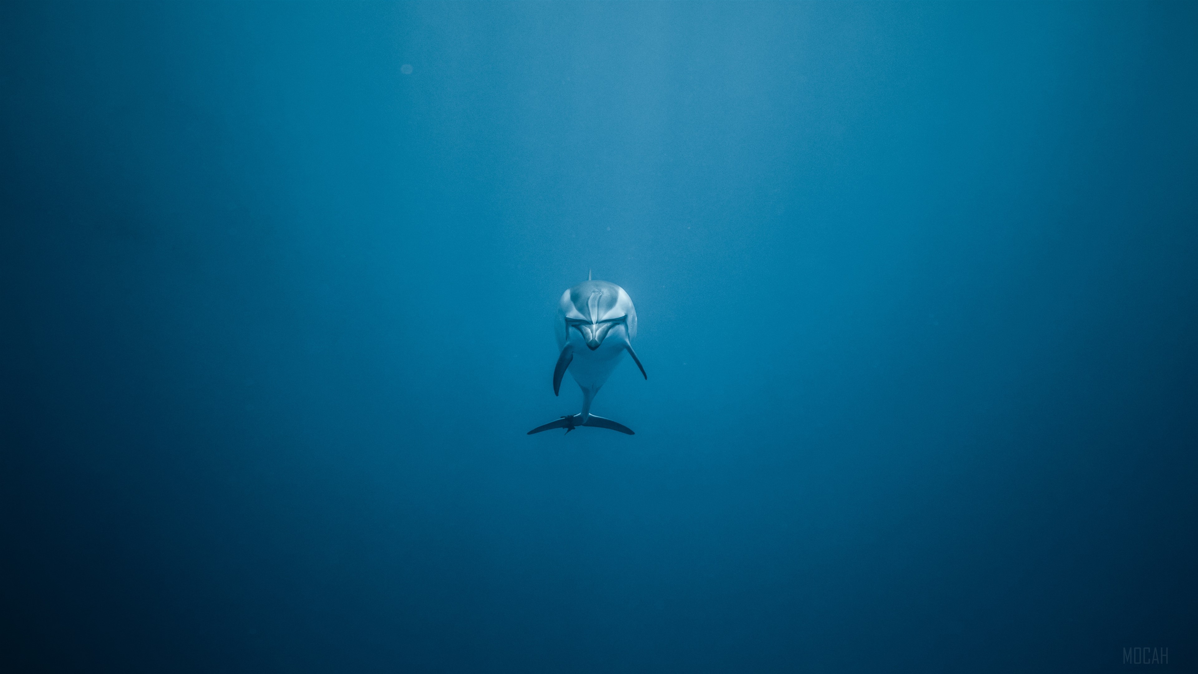 Dolphin swimming in the deep blue ocean 4K HD Wallpaper