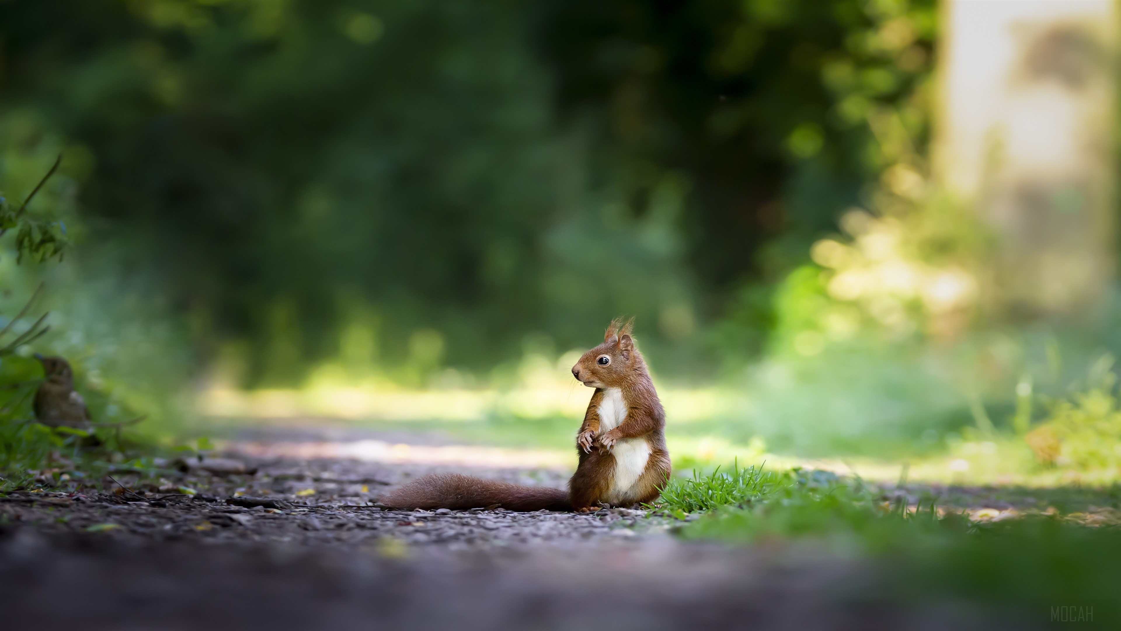 Red Squirrel on a Forest Path 4K HD Wallpaper