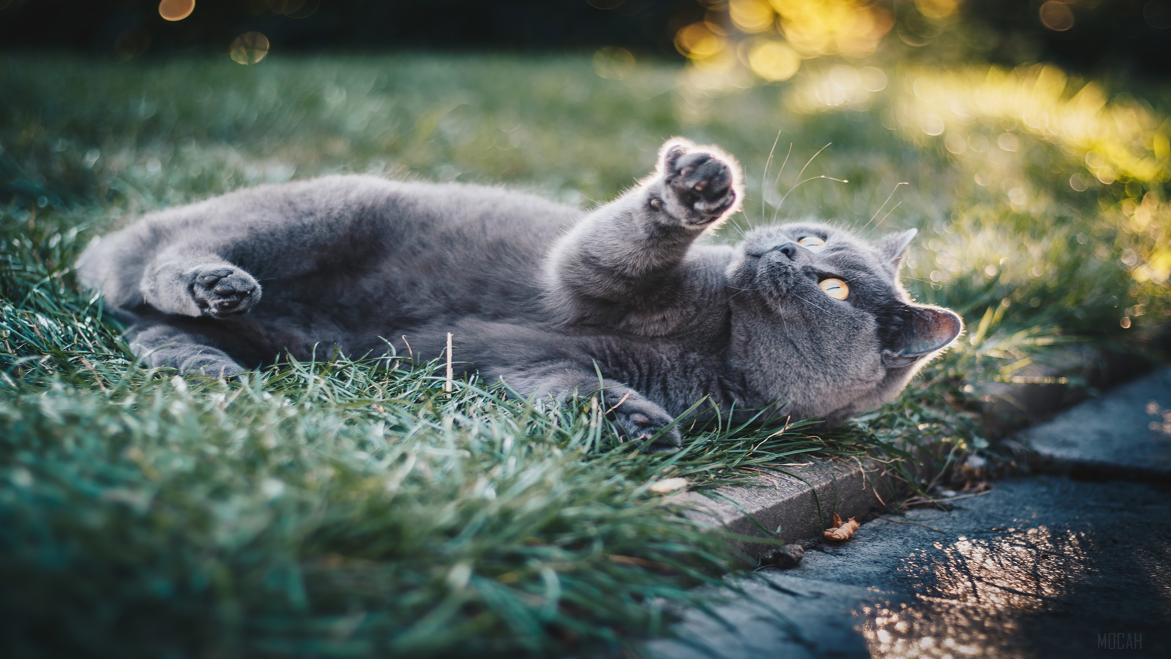 Gray Cat Lying in Grass 4K HD Wallpaper