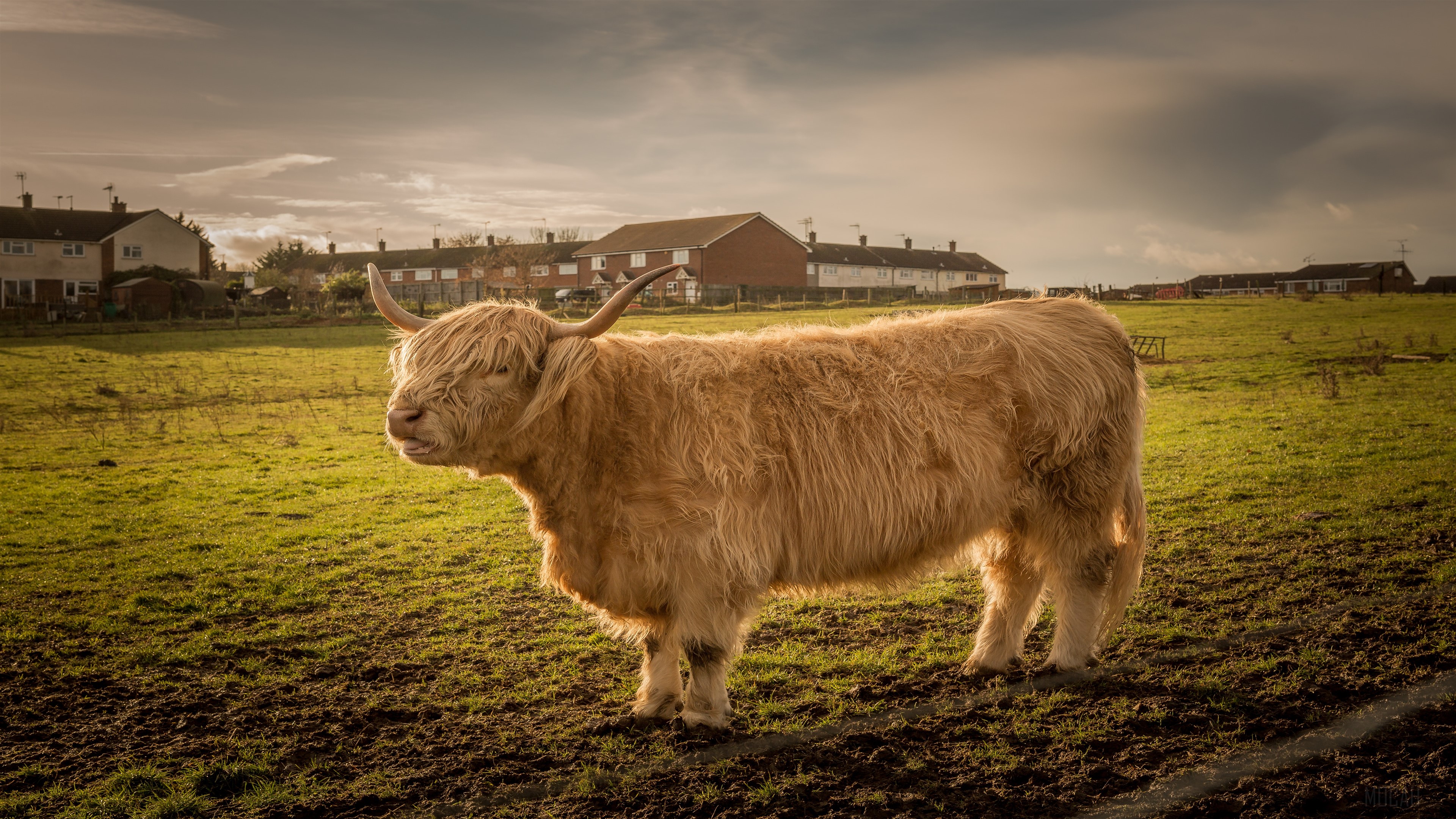 Highland Cow in a Field 4K HD Wallpaper