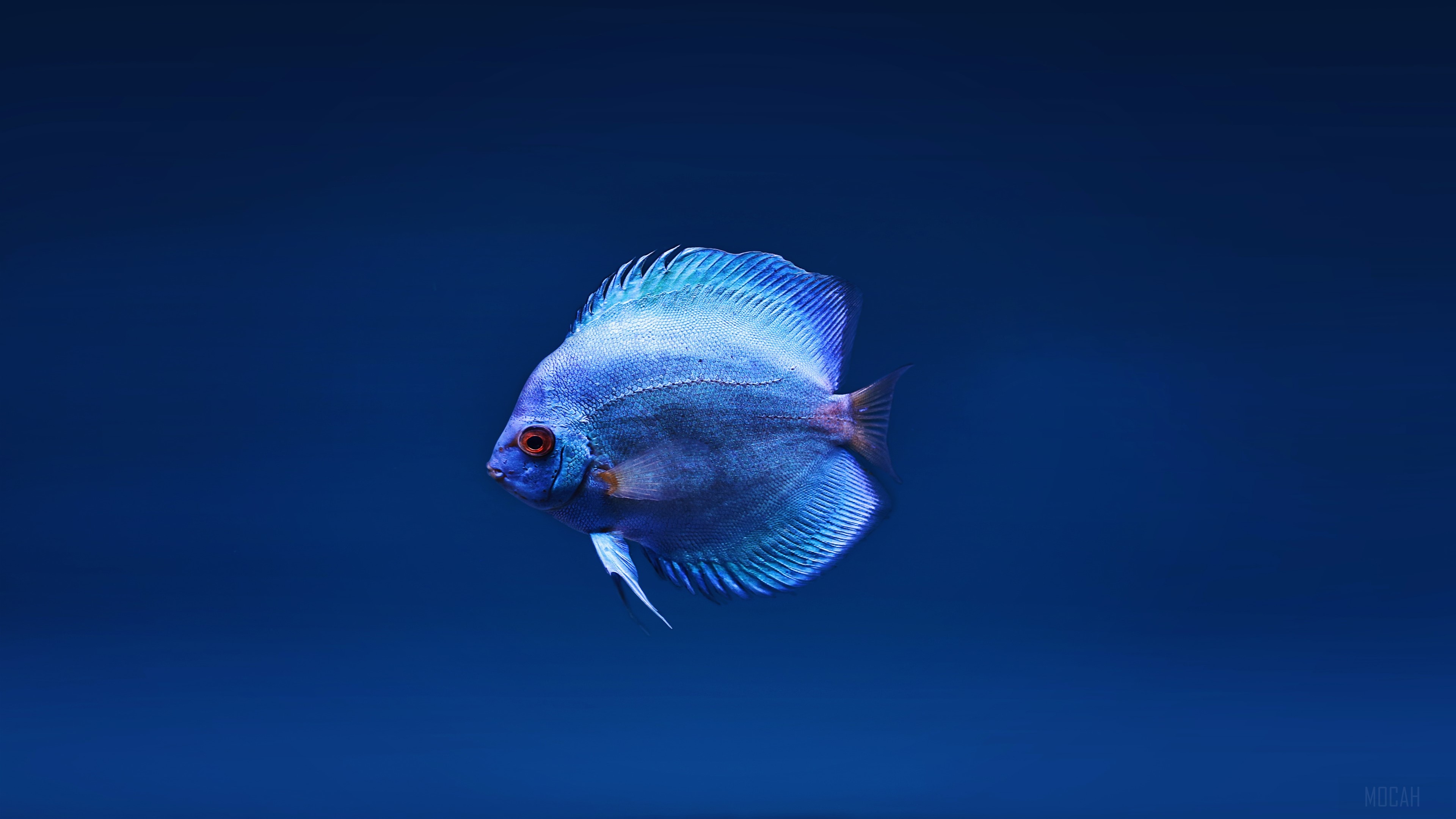 Blue Discus Fish HD Wallpaper