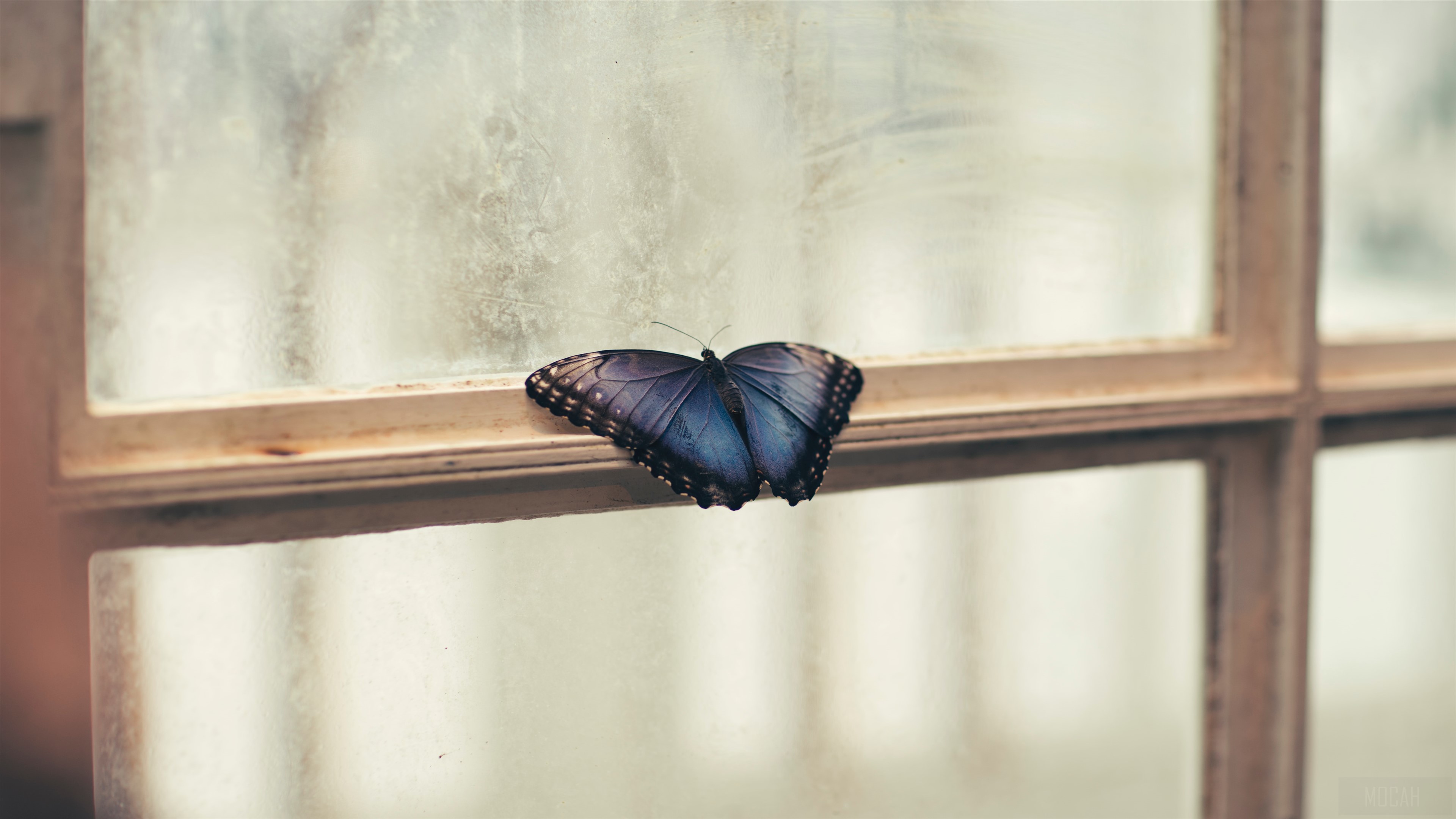 Blue Butterfly on Window 4K HD Wallpaper