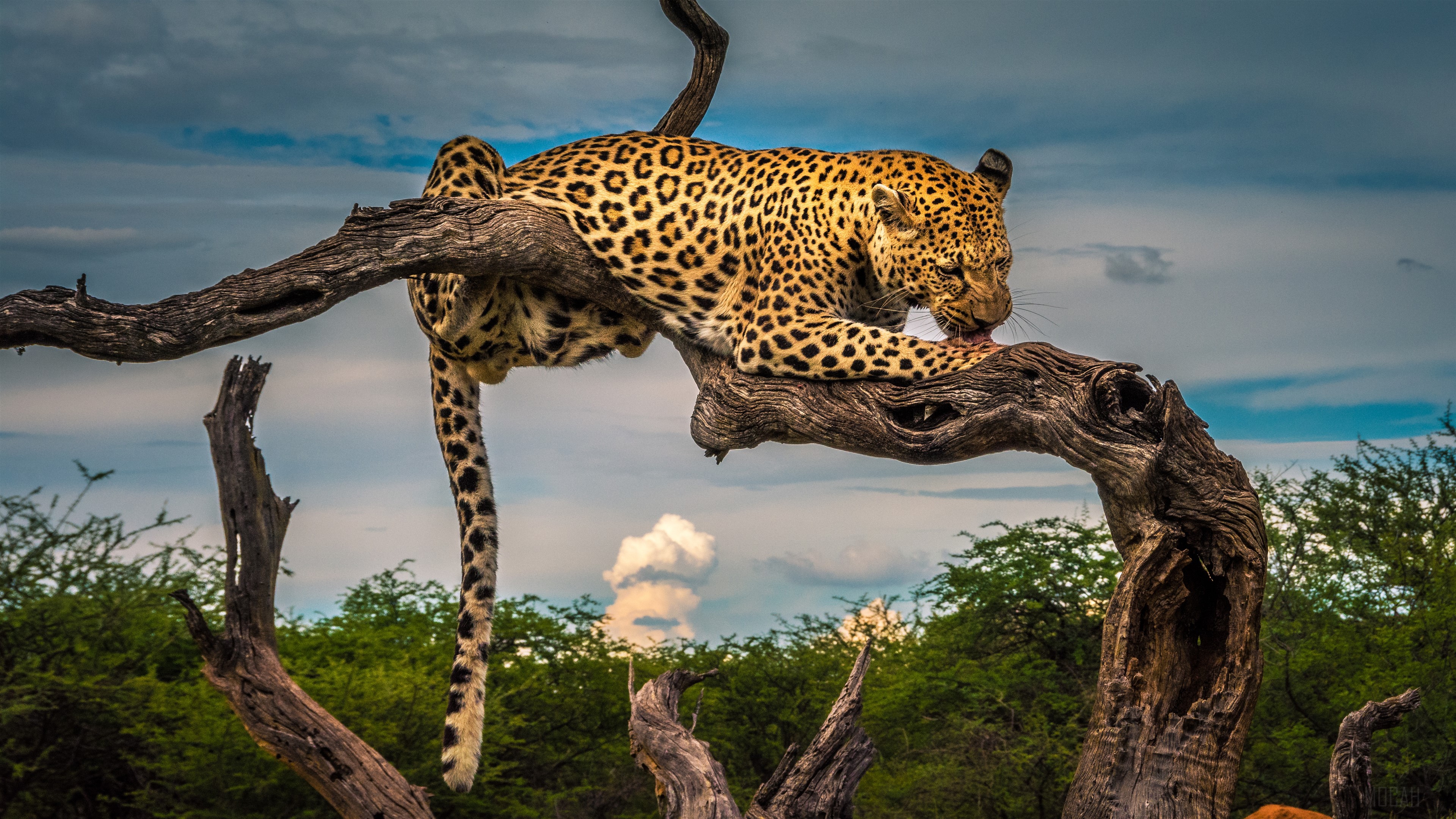 Leopard Licking Paw on a Tree Branch 4K HD Wallpaper