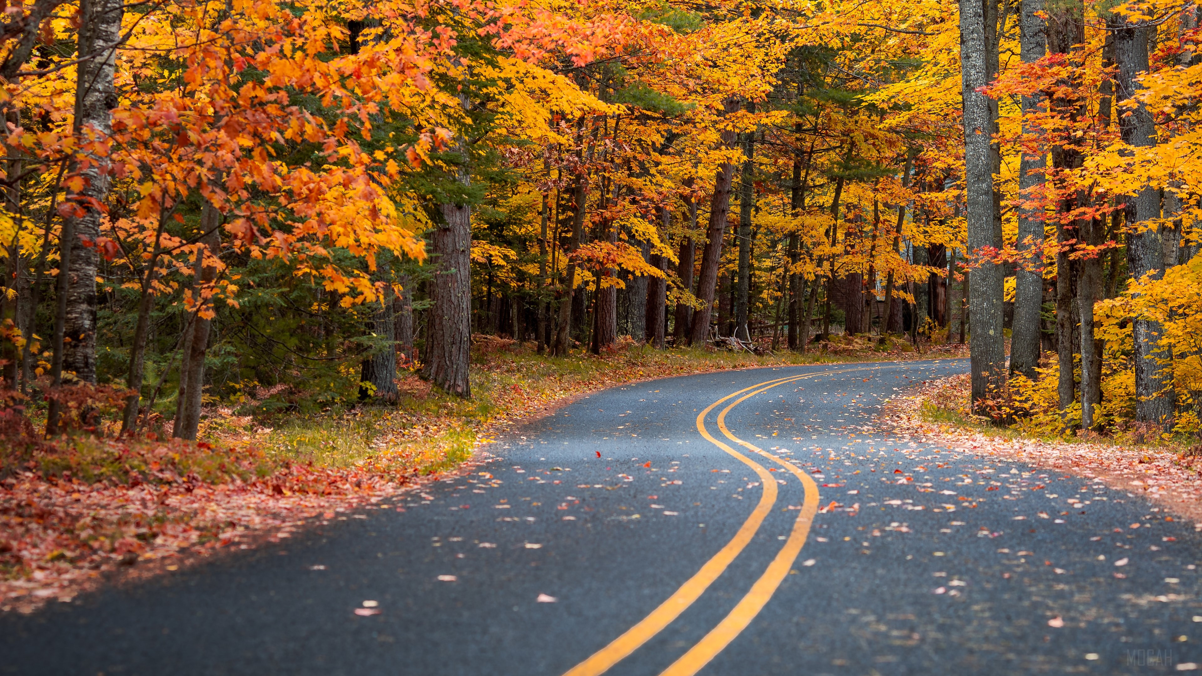 Autumn Drive Road HD Wallpaper
