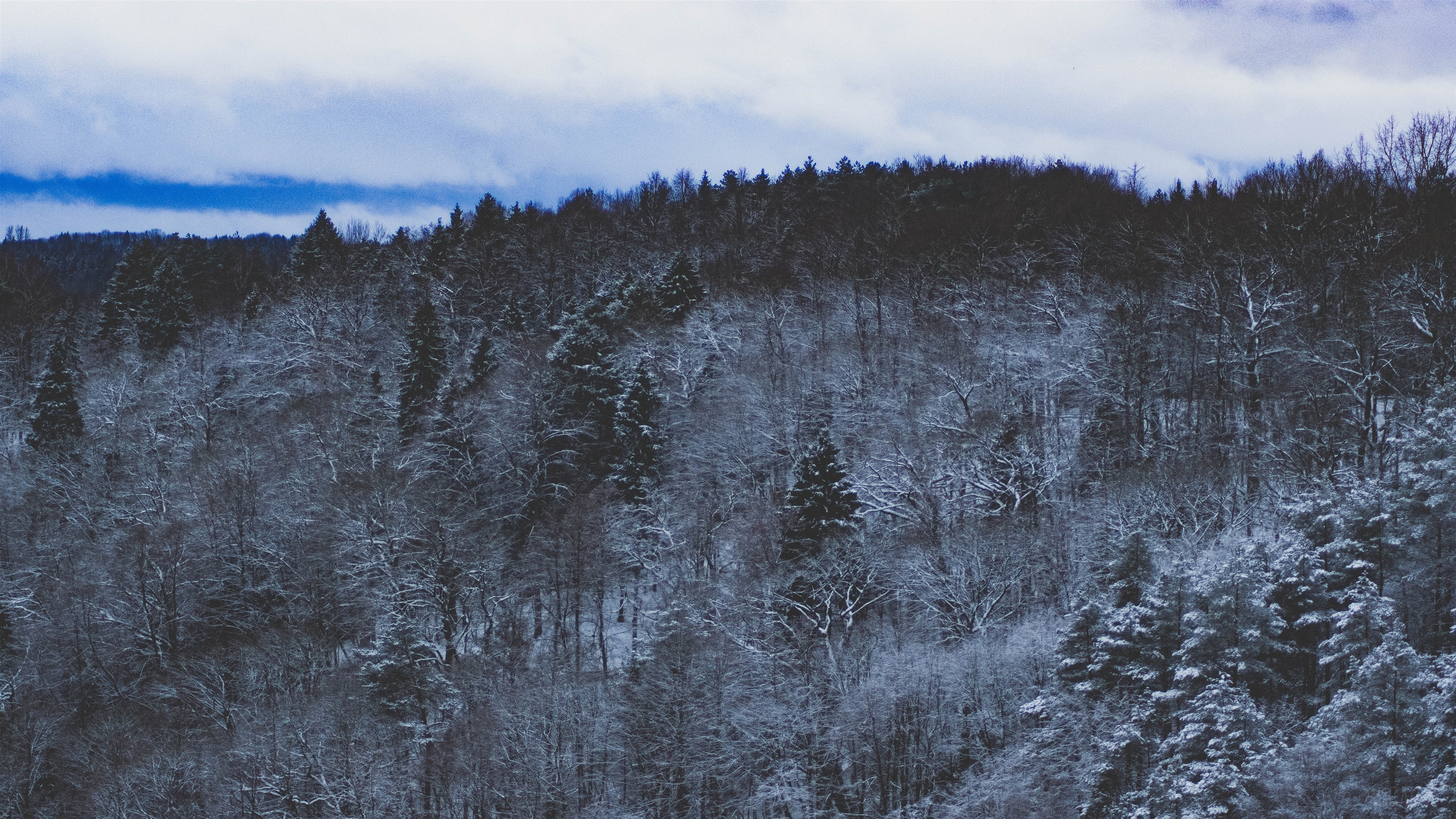 Snow Forest Nature HD Wallpaper