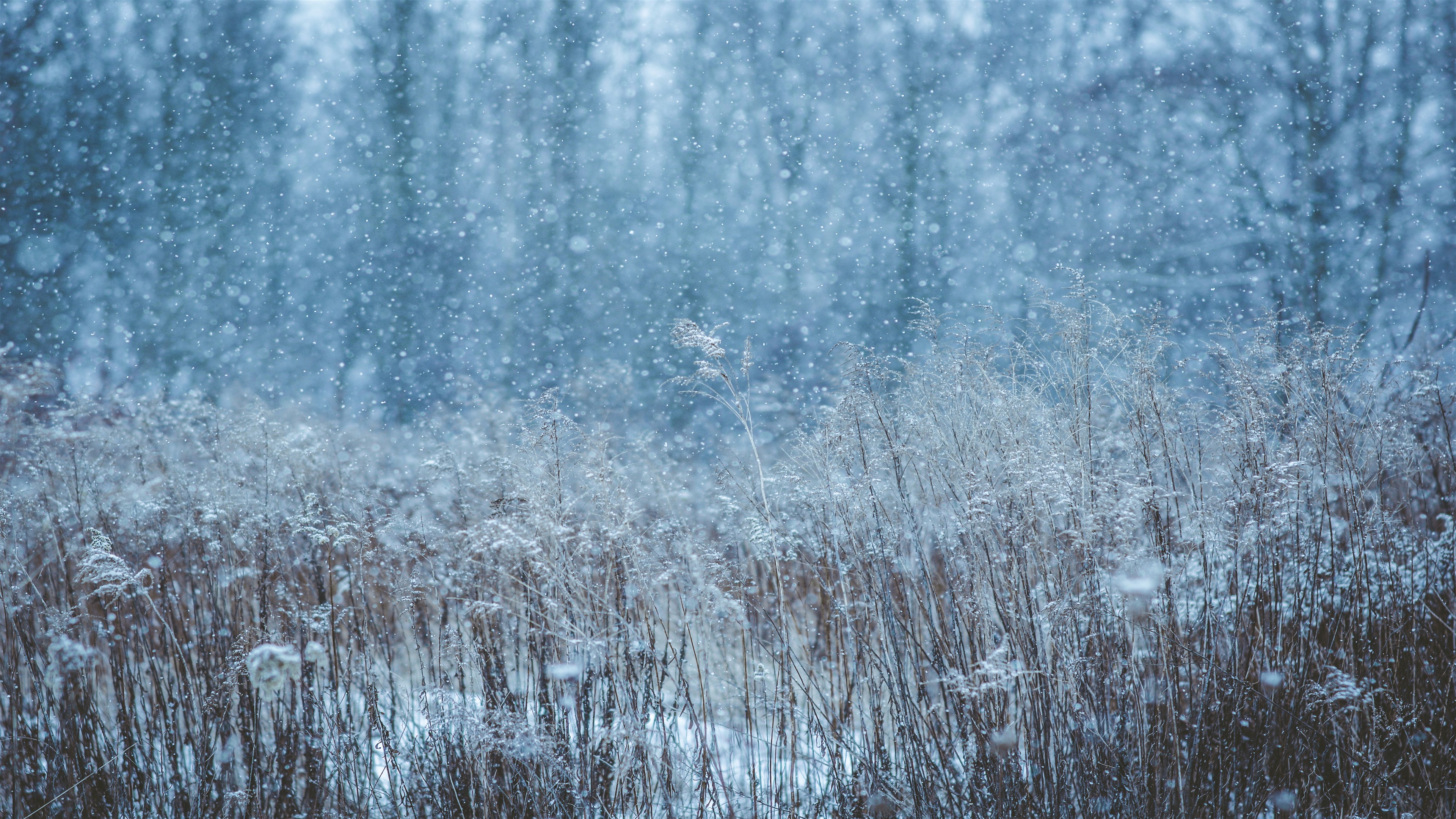 Winter Snow Field HD Wallpaper