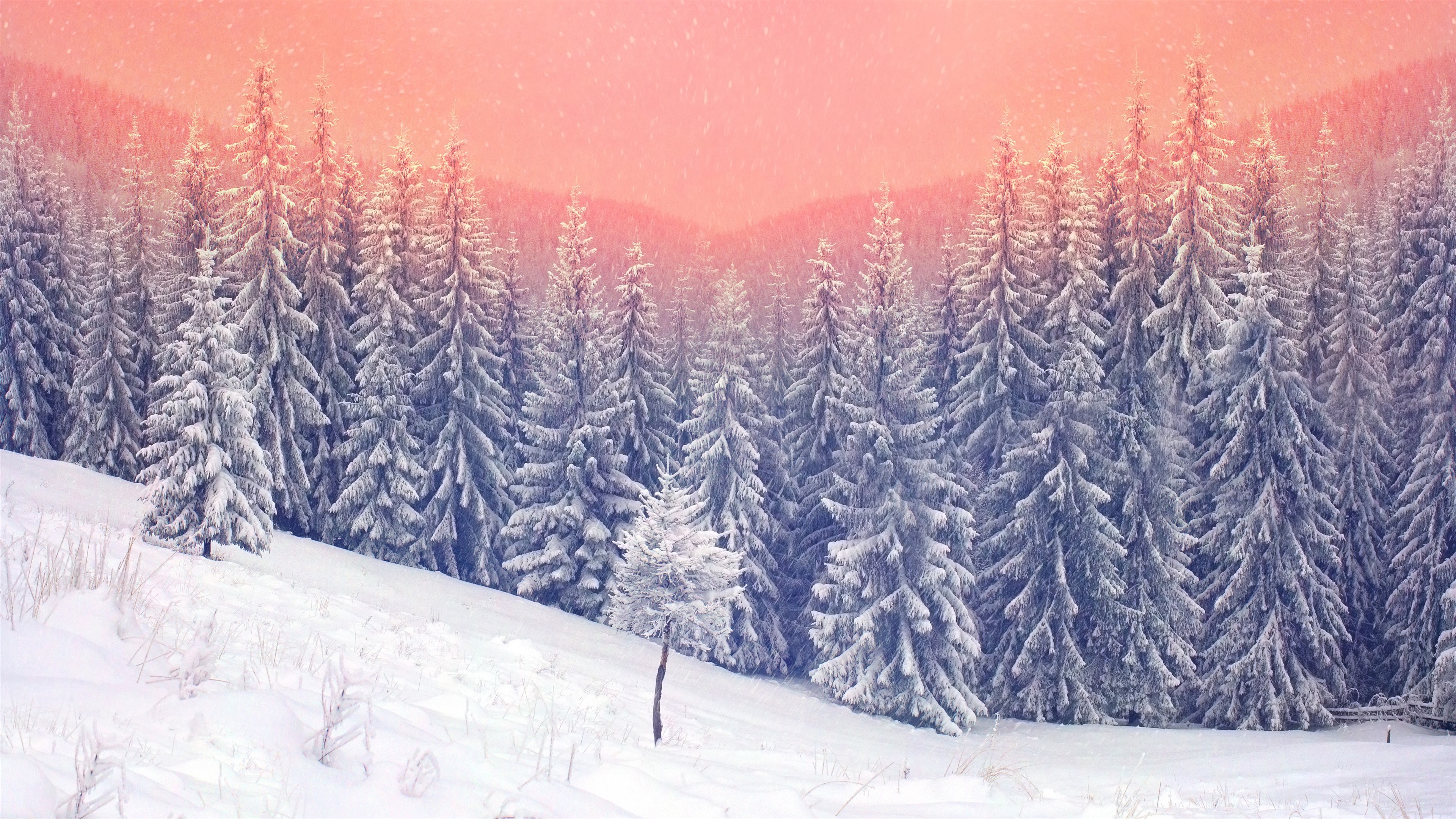 Snowy Forest Landscape 4K HD Wallpaper