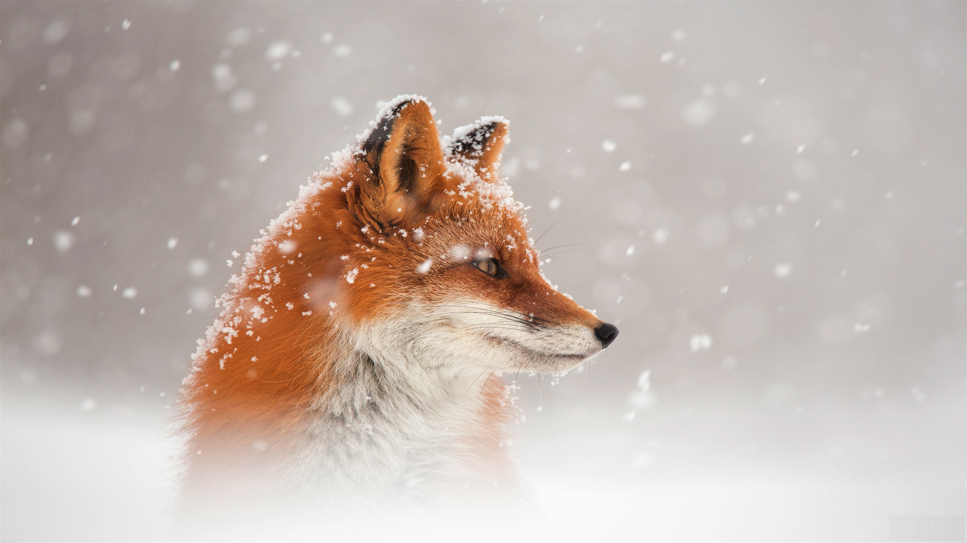 Fox in Snow 4K HD Wallpaper