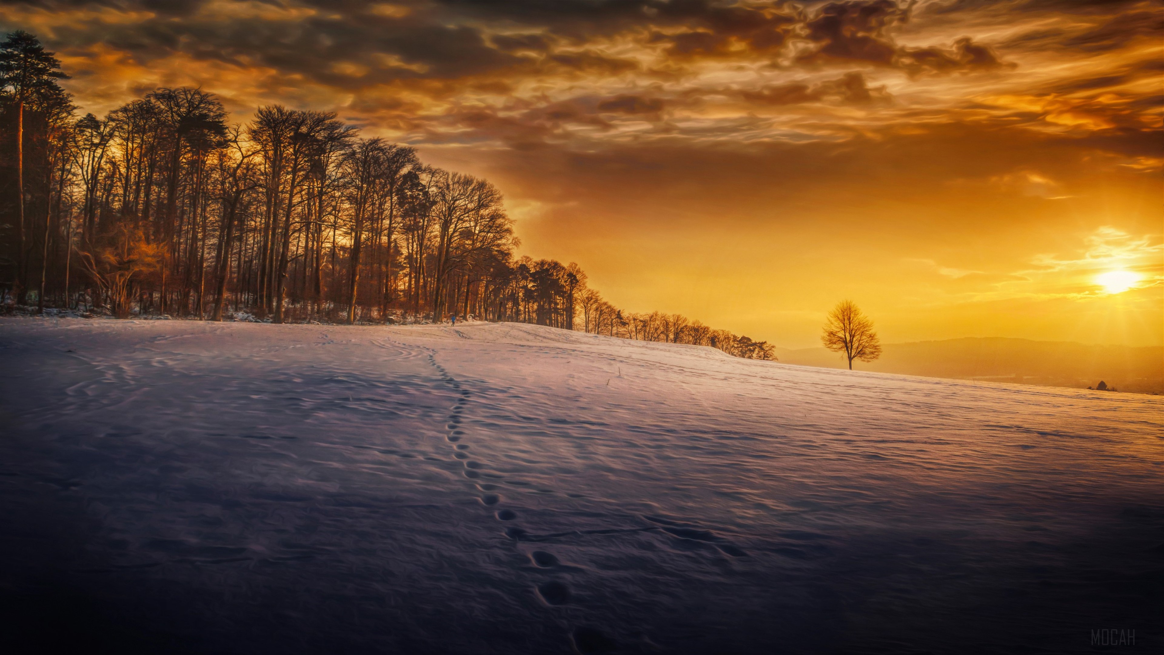 Evening Snow Landscape with Trees 4K HD Wallpaper