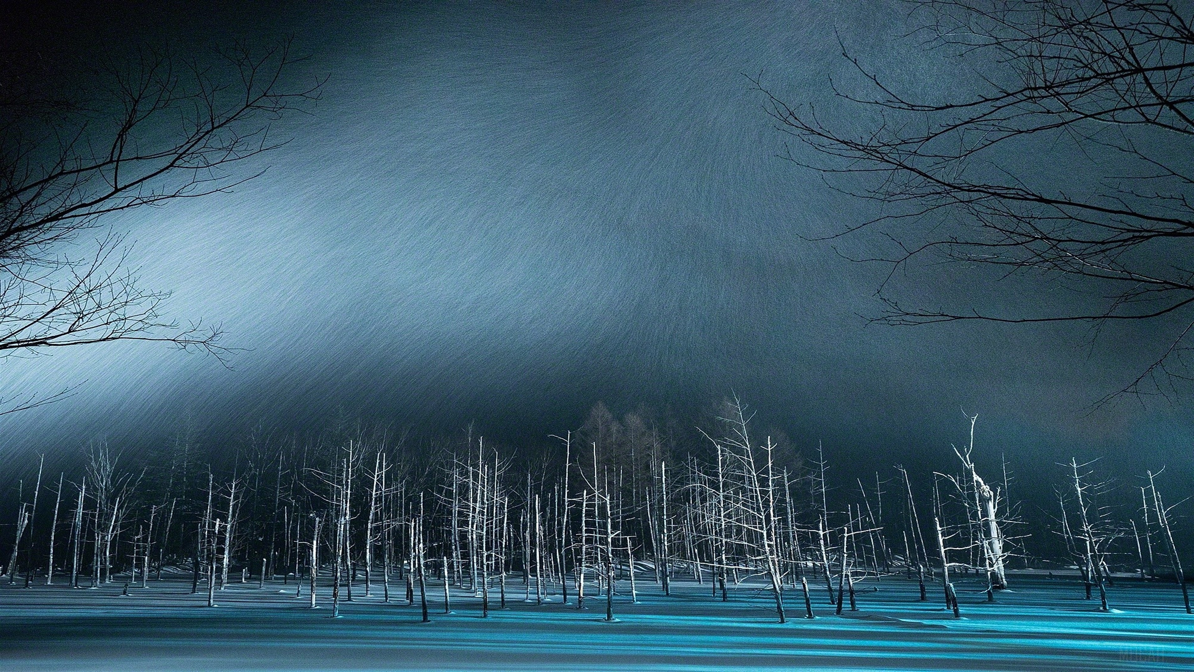 Winter Night Snow Trees HD Wallpaper