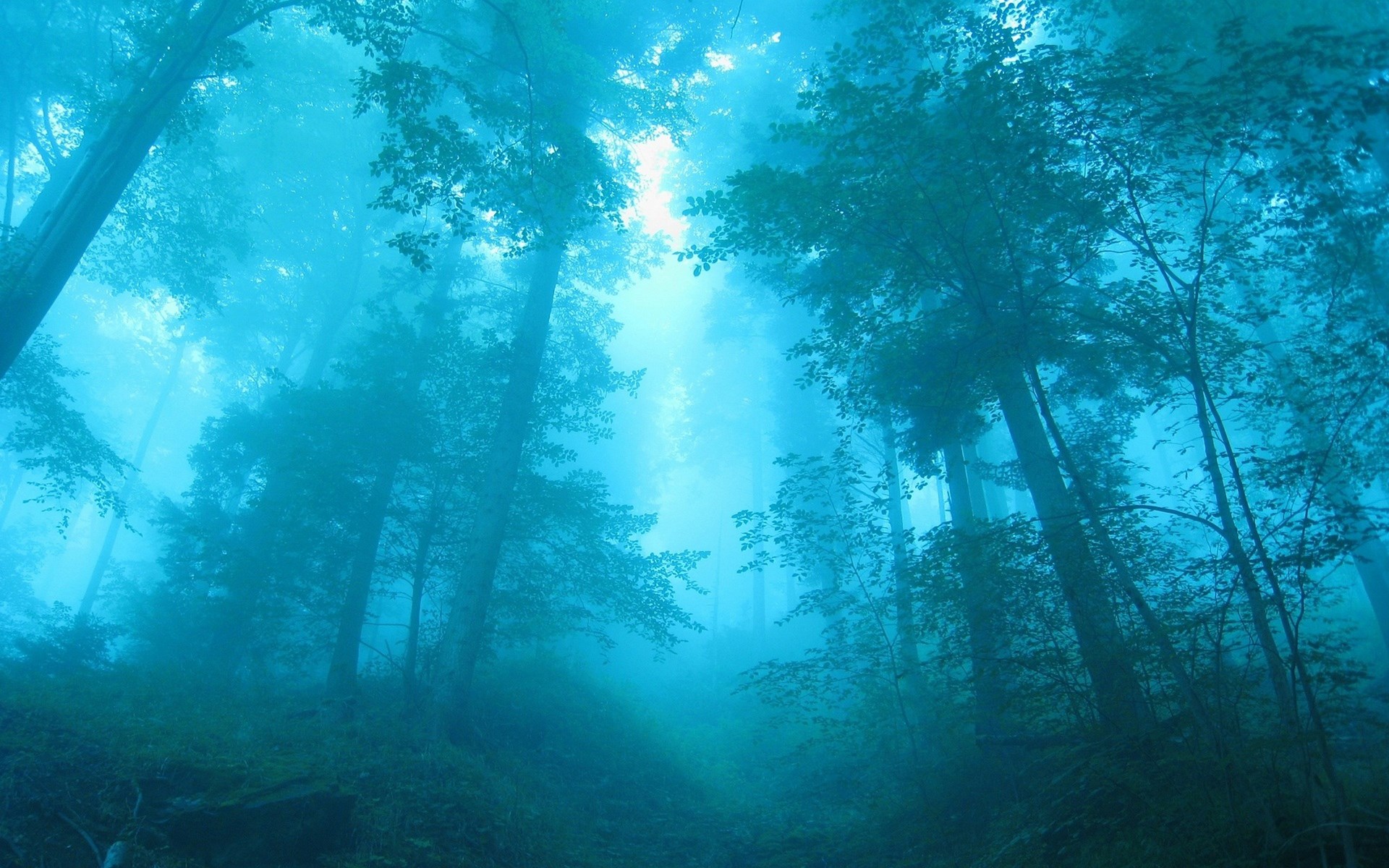 Misty forest with sunbeams filtering through trees HD Wallpaper