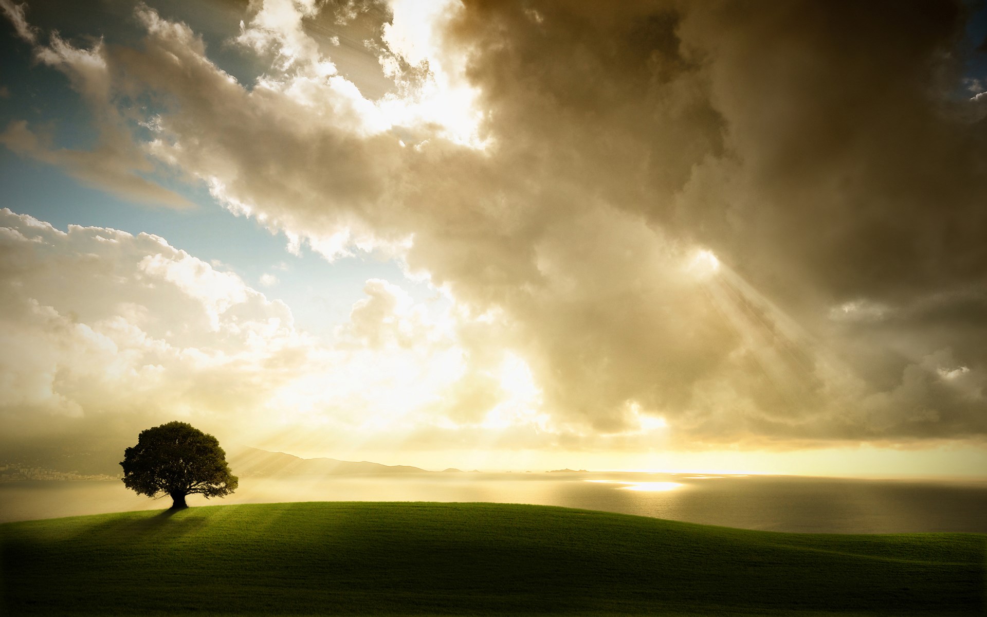 Lone tree on a grassy hill with sunbeams through clouds HD Wallpaper
